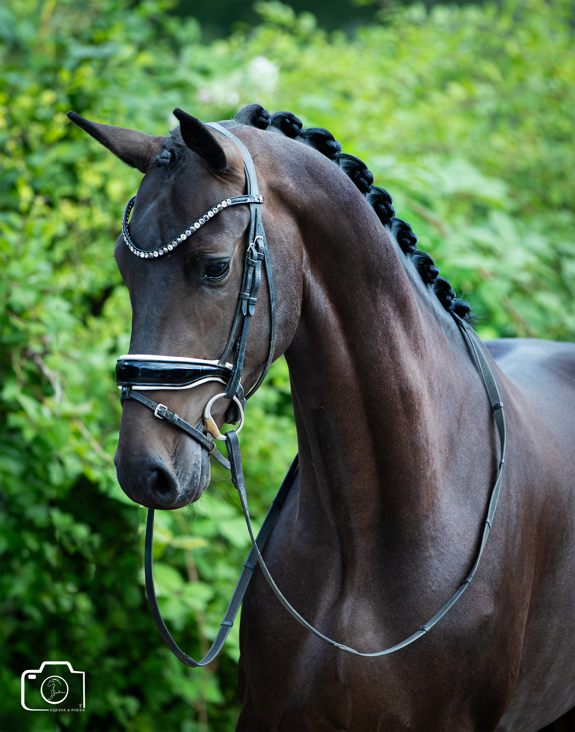 Close-up of a brown horse with a braided mane, wearing a decorative bridle with rhinestones, standing outdoors with green foliage in the background.