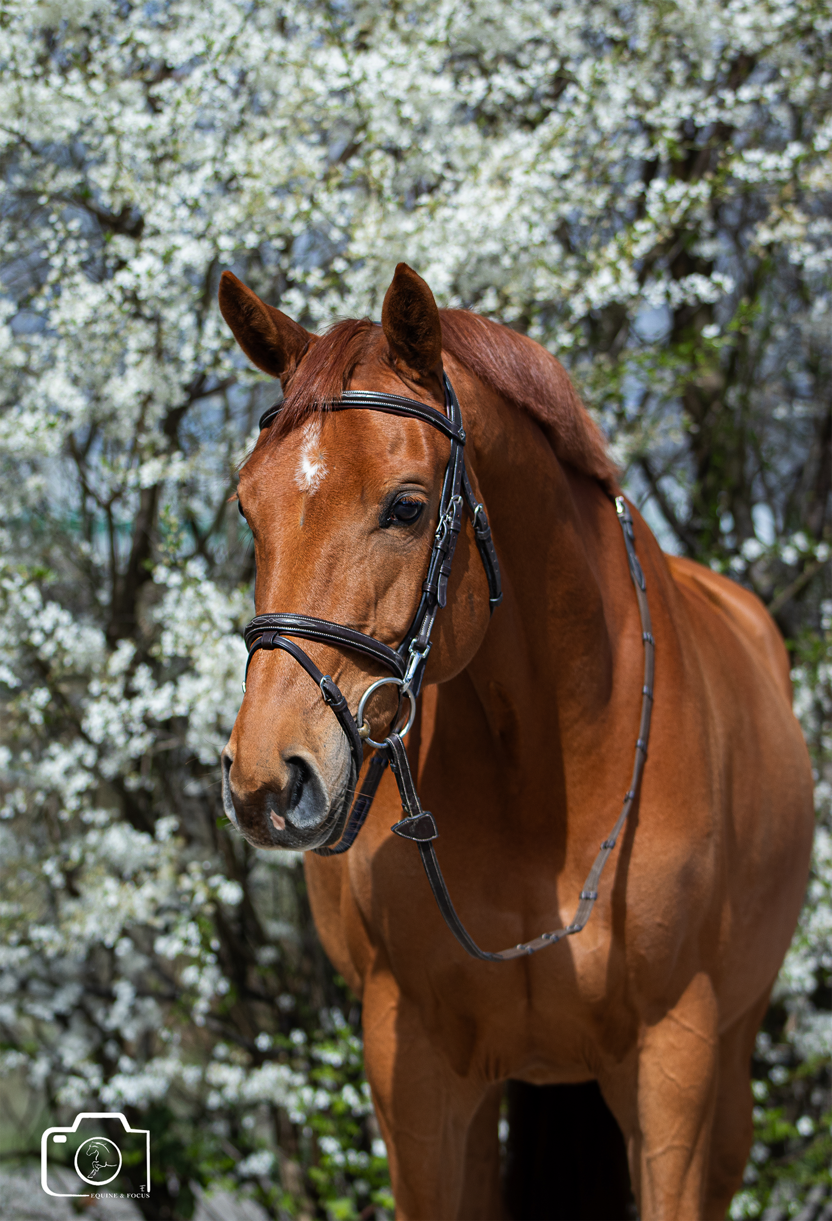 A chestnut horse with a white star-shaped marking on its forehead, wearing a bridle, standing in front of blooming white flowering trees.