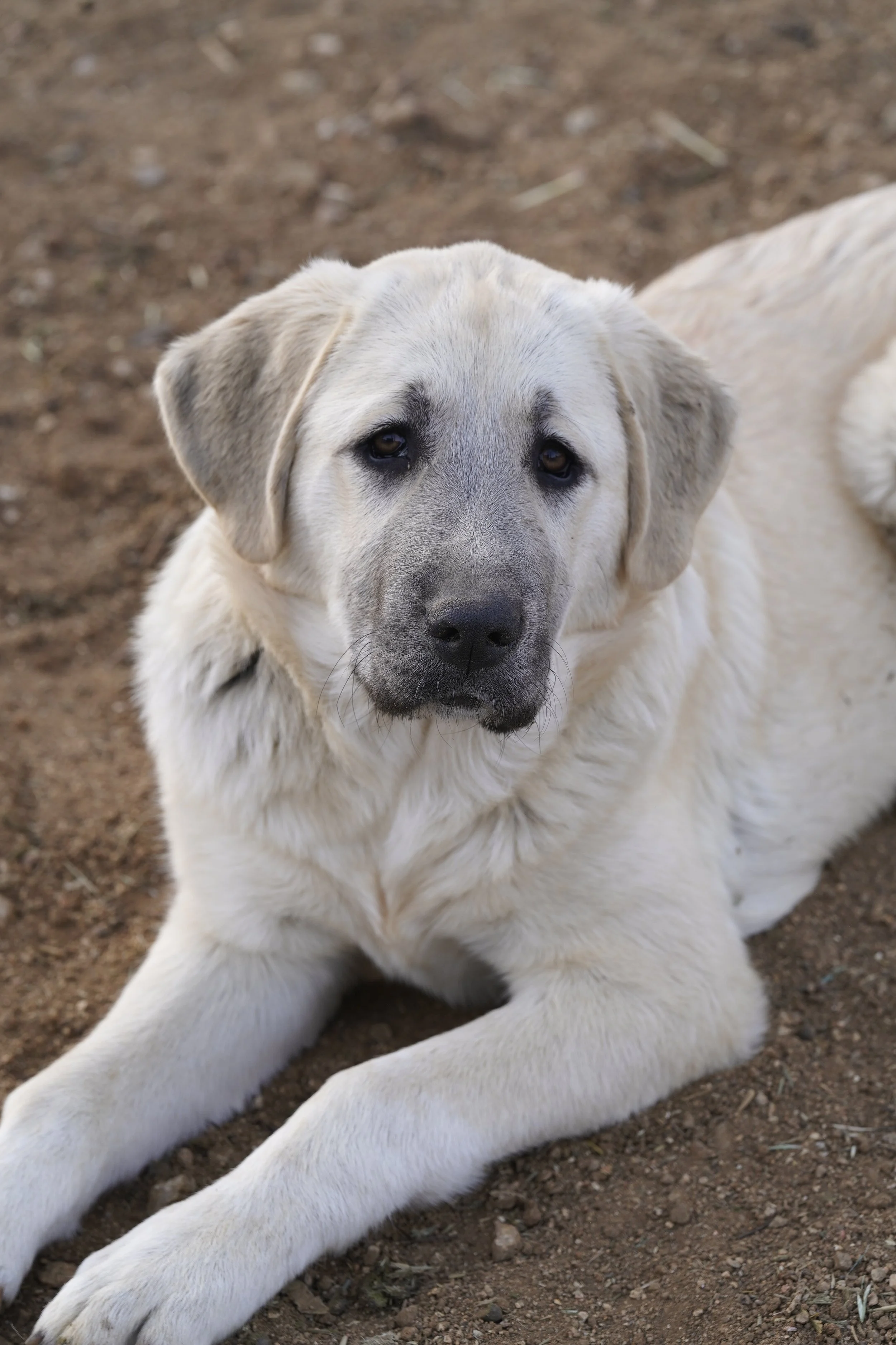 Bailey – Livestock Guardian Dog
Bailey plays a vital role in protecting the animals at Outlaw Ranch Sanctuary. As our livestock guardian, he provides constant perimeter awareness and helps deter predators, ensuring the safety and security of those in