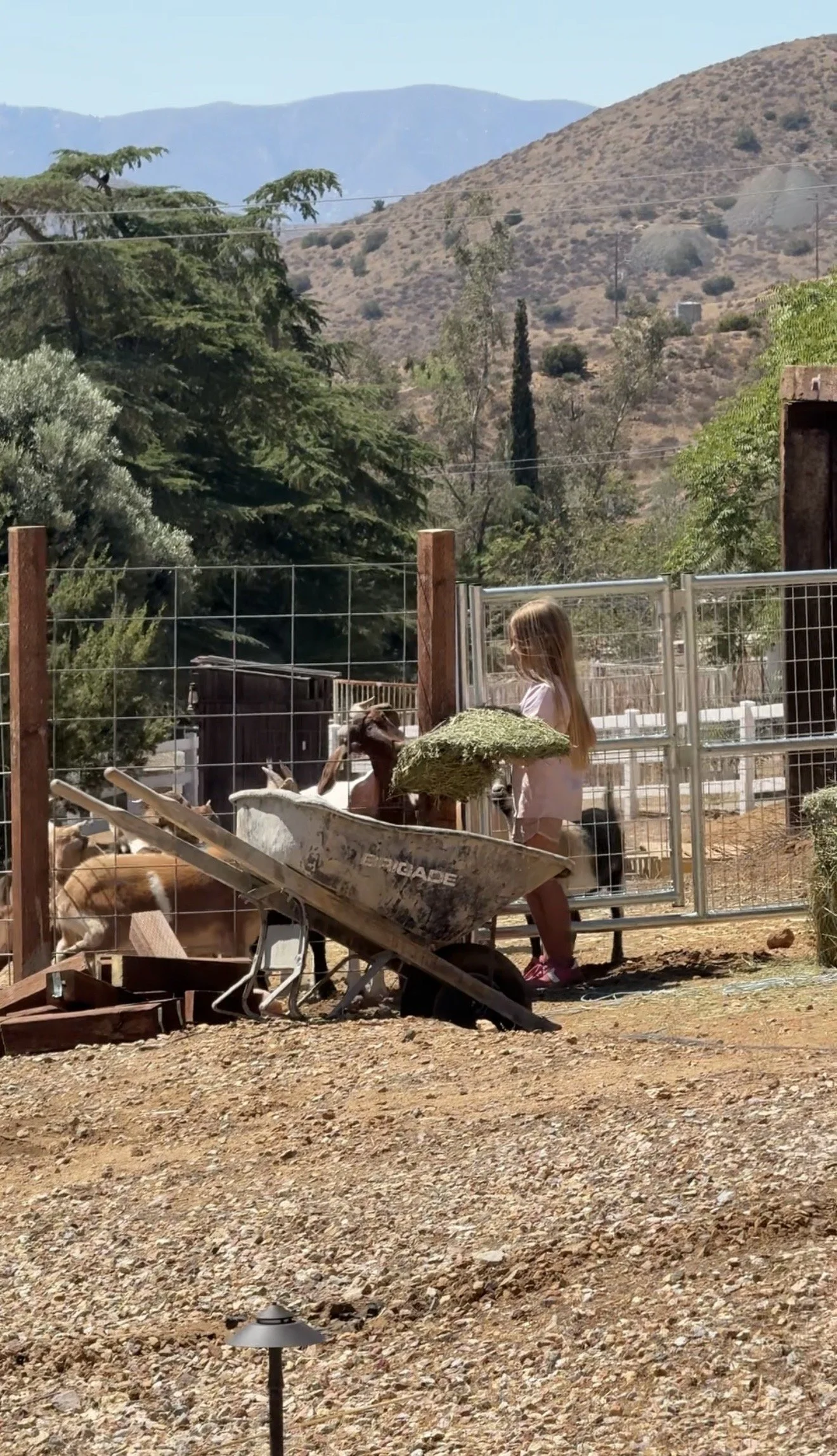 Daily chores for our kids is helping us with the animals.