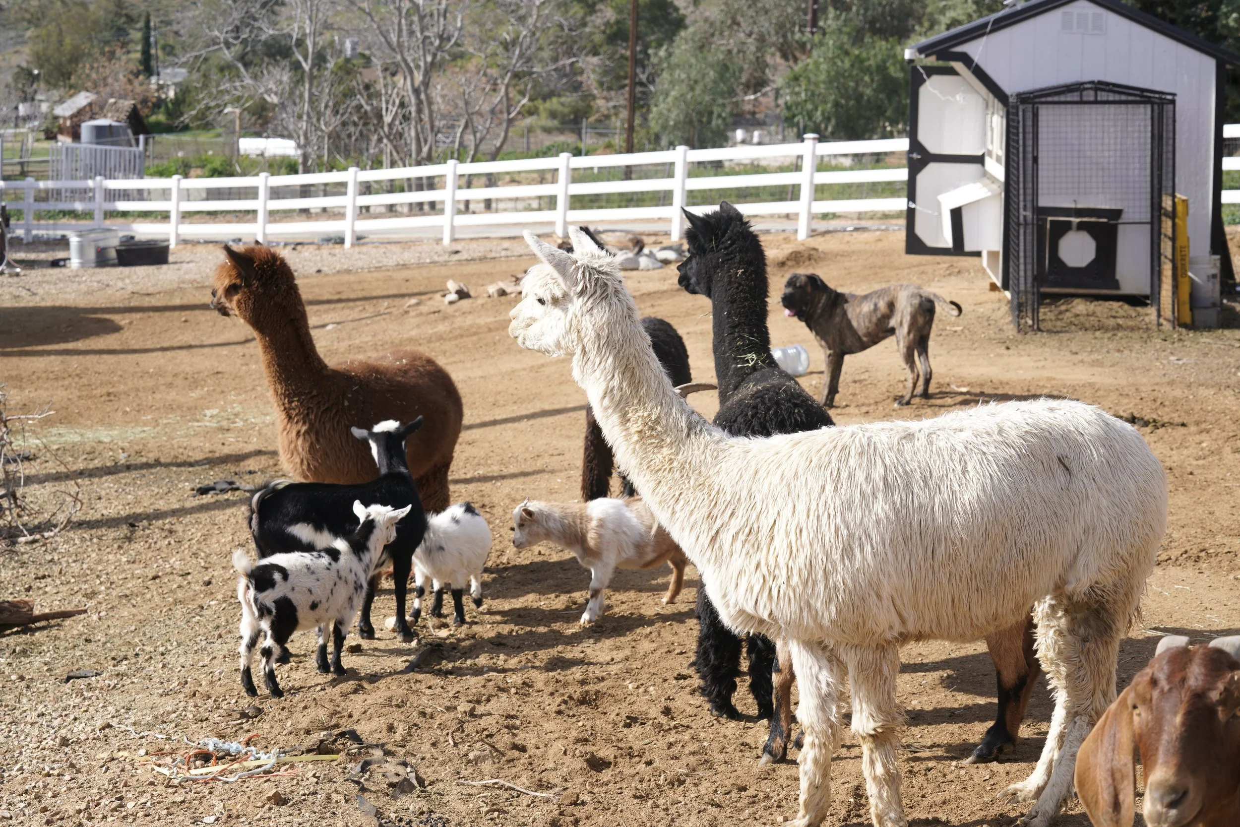 Alpaca Herd – Permanent Residents
Accepted into our sanctuary when their former owner could no longer care for them due to health challenges. They now live under lifelong protection and consistent care.