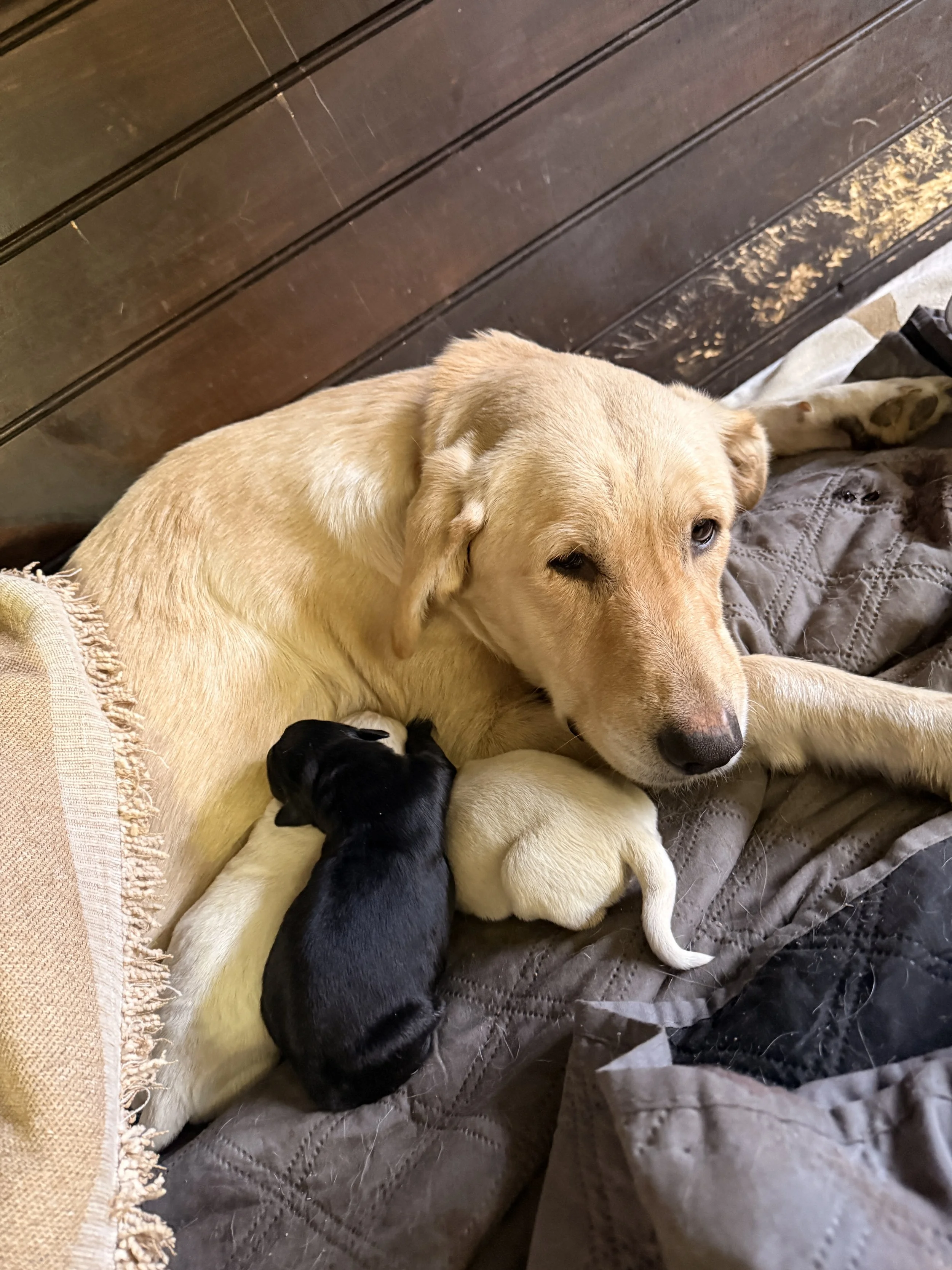 MEET SOL This Labrador was abandoned shortly after delivering ten puppies. Six of the puppies did not survive. She and her four surviving pups were taken in by Outlaw Ranch Sanctuary and are now healthy, safe, and ready for loving homes.