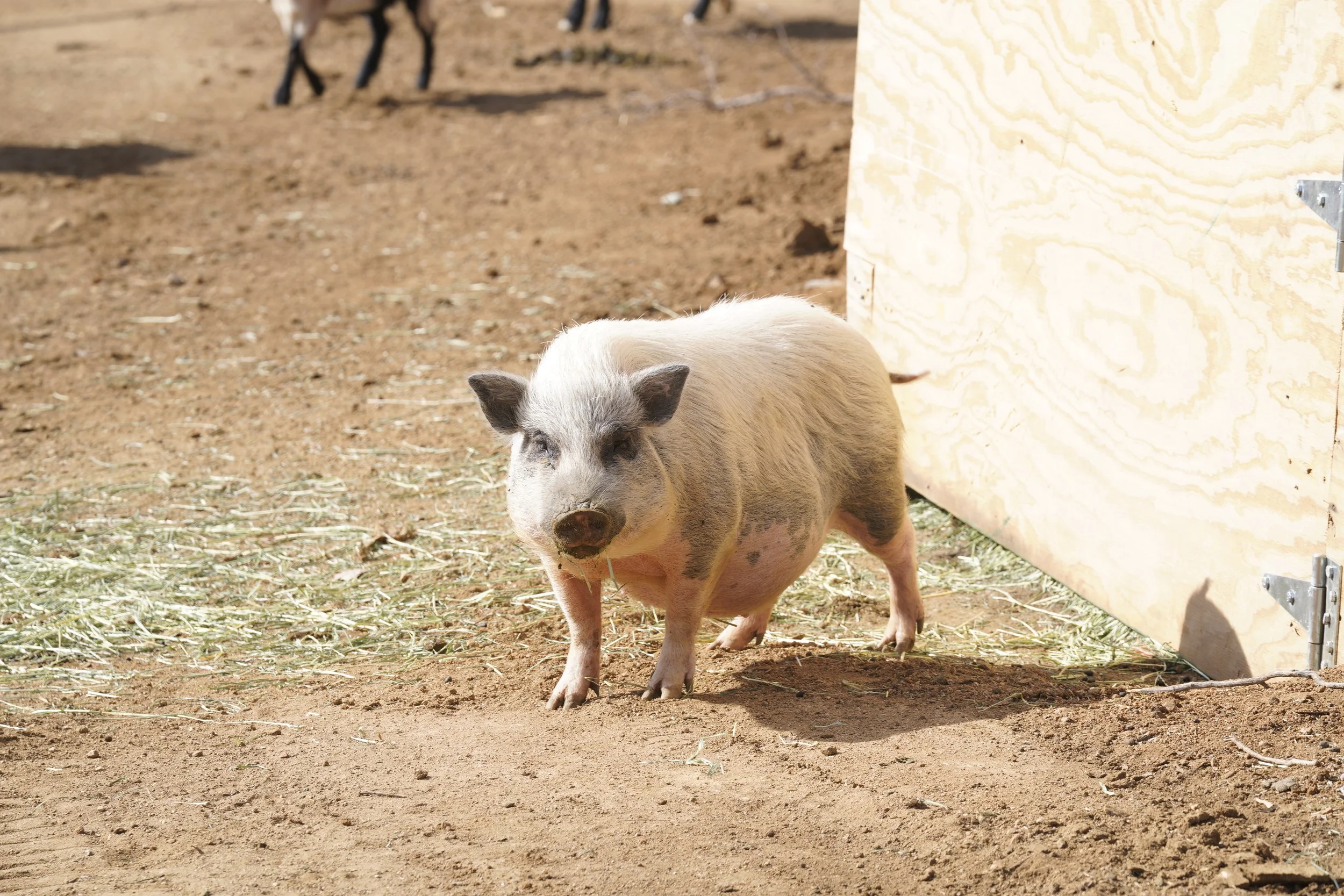 Louise – Permanent Resident
This is Louise our potbelly pig was rescued and is now a protected resident at Outlaw Ranch Sanctuary, receiving consistent daily care and lifelong safety.