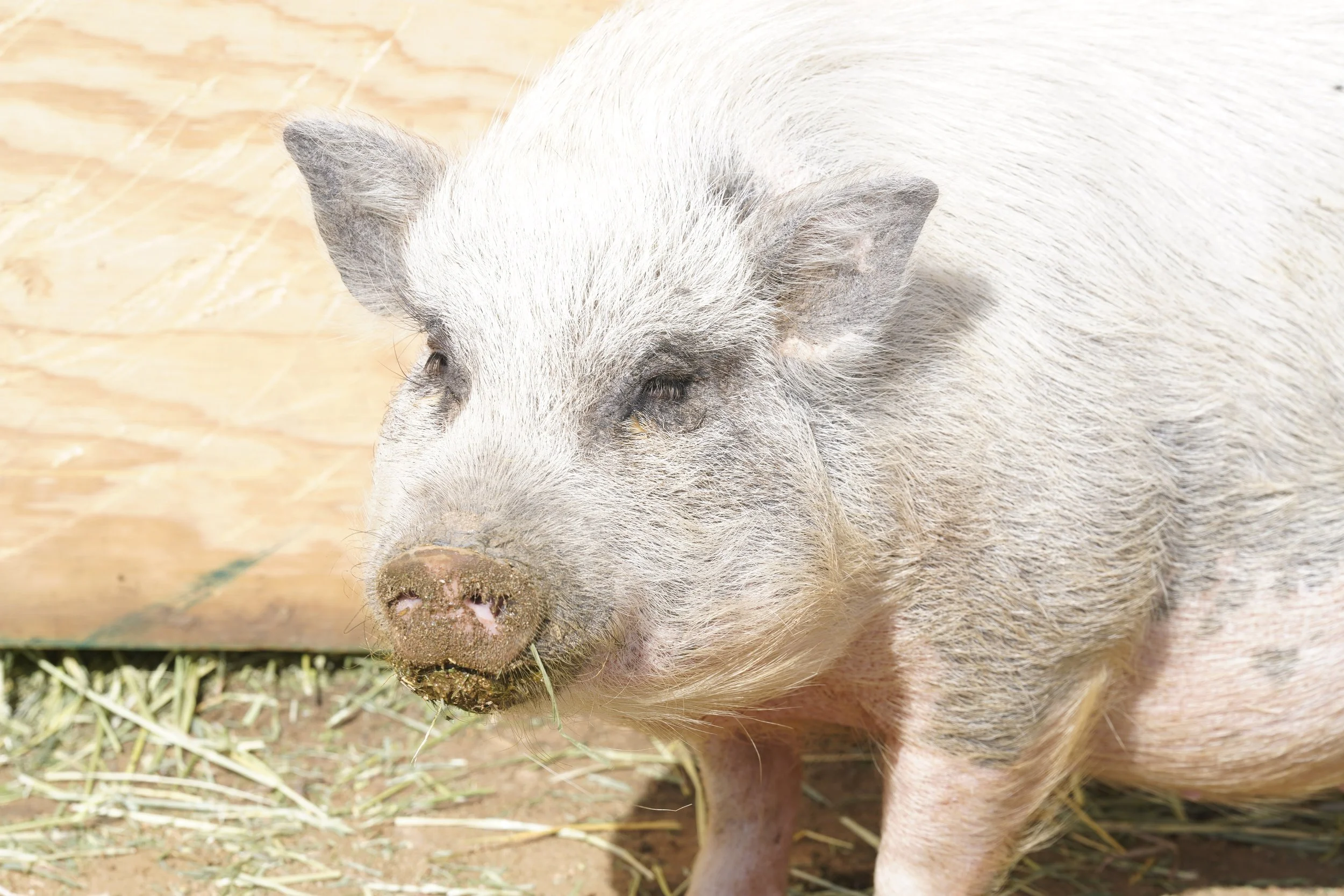 Thelma  – Permanent Resident
This is Thelma our potbelly pig was rescued and is now a protected resident at Outlaw Ranch Sanctuary, receiving consistent daily care and lifelong safety.