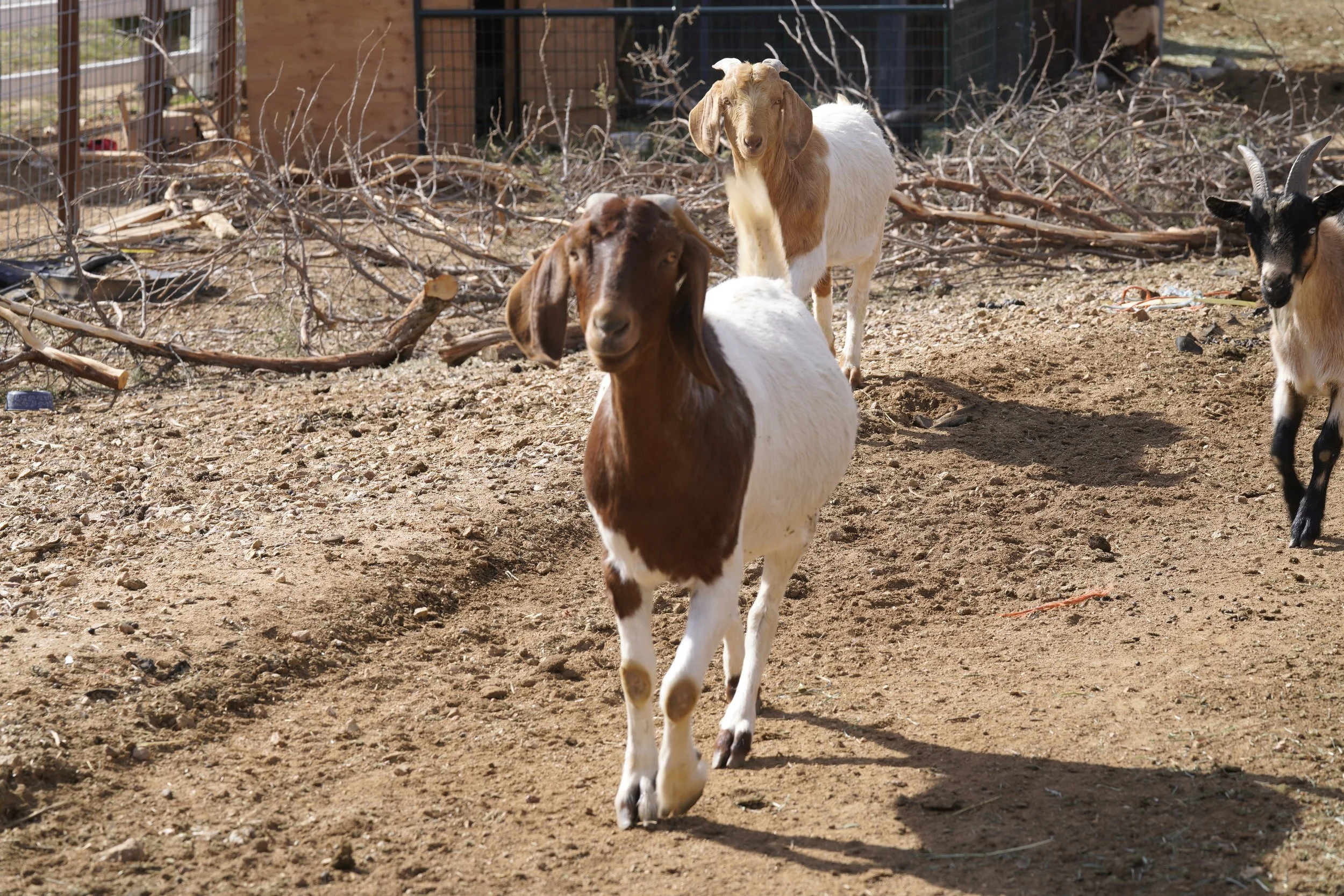 African Boer Goats – Permanent Residents
These Boer goats are part of our sanctuary herd. They assist with natural vegetation management and are provided with daily care, shelter, and veterinary oversight.