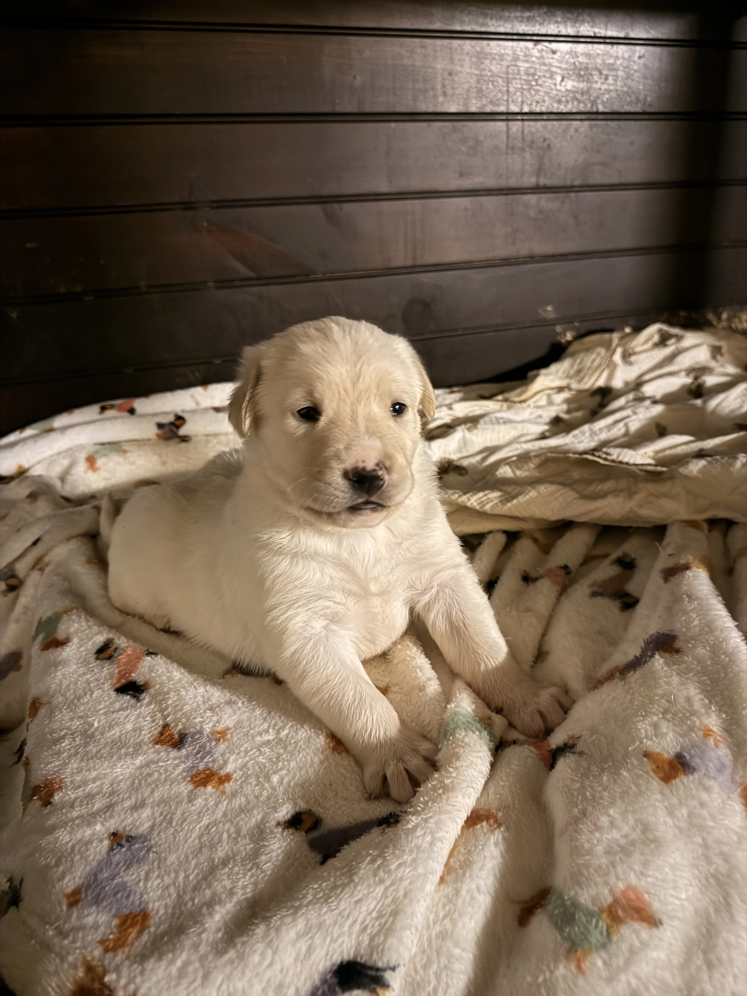 One our Rescue pups, which they will be available for adoption soon.