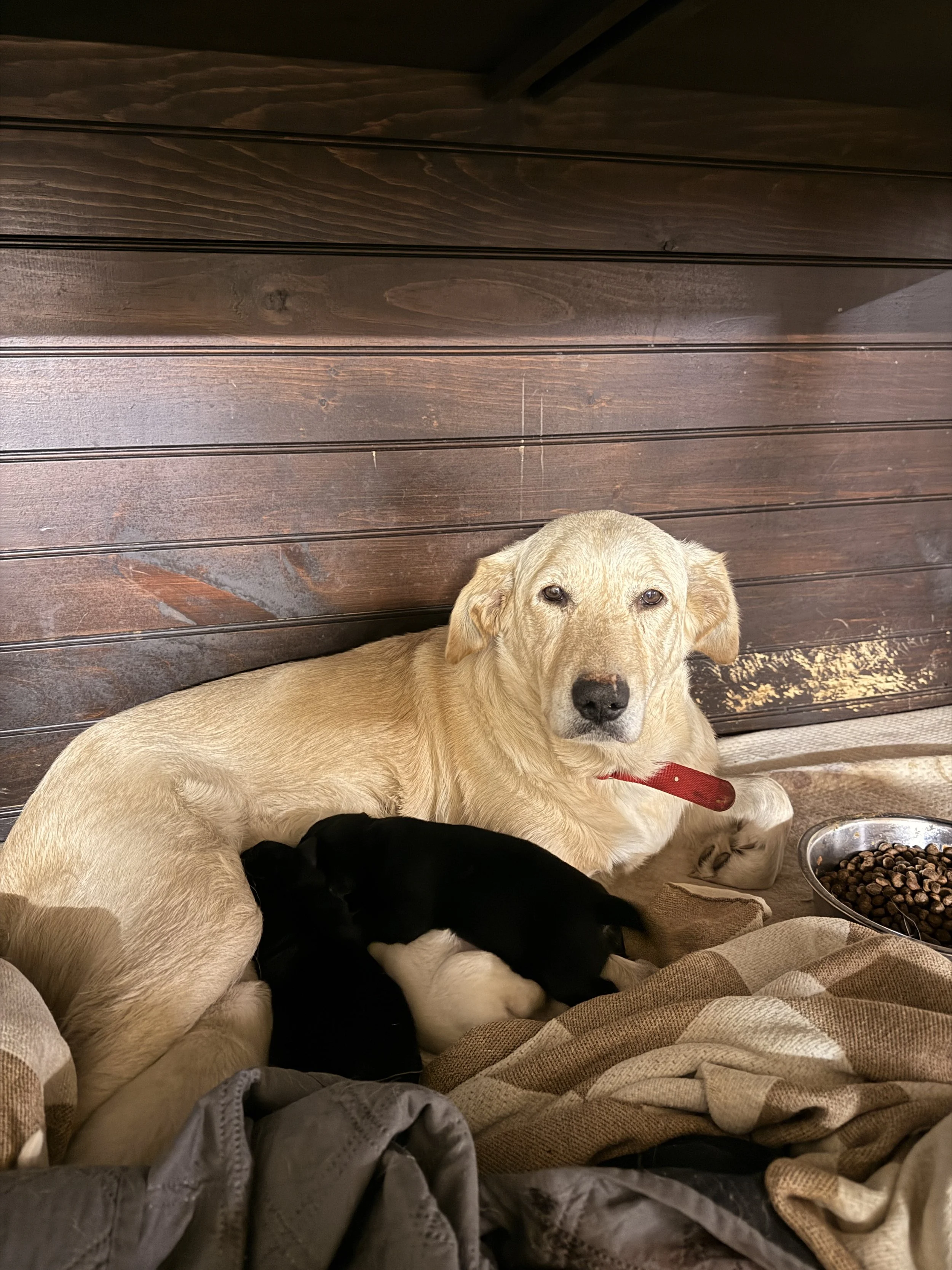 OUR SWEET RESCUE MAMA SOL