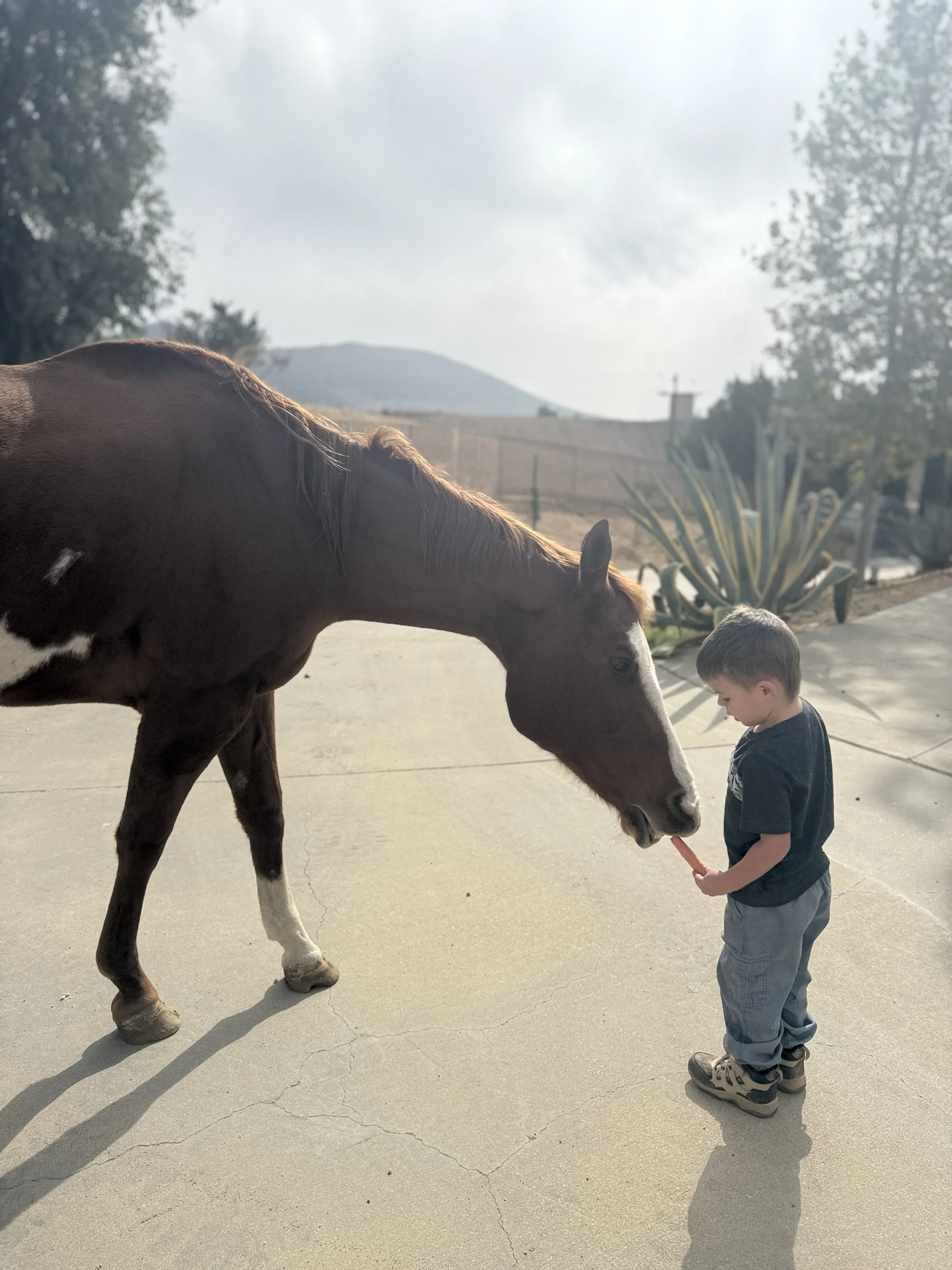 This is what sanctuary looks like.
Animals who feel safe.
Children who learn respect.
A new generation growing up understanding that strength can be gentle.