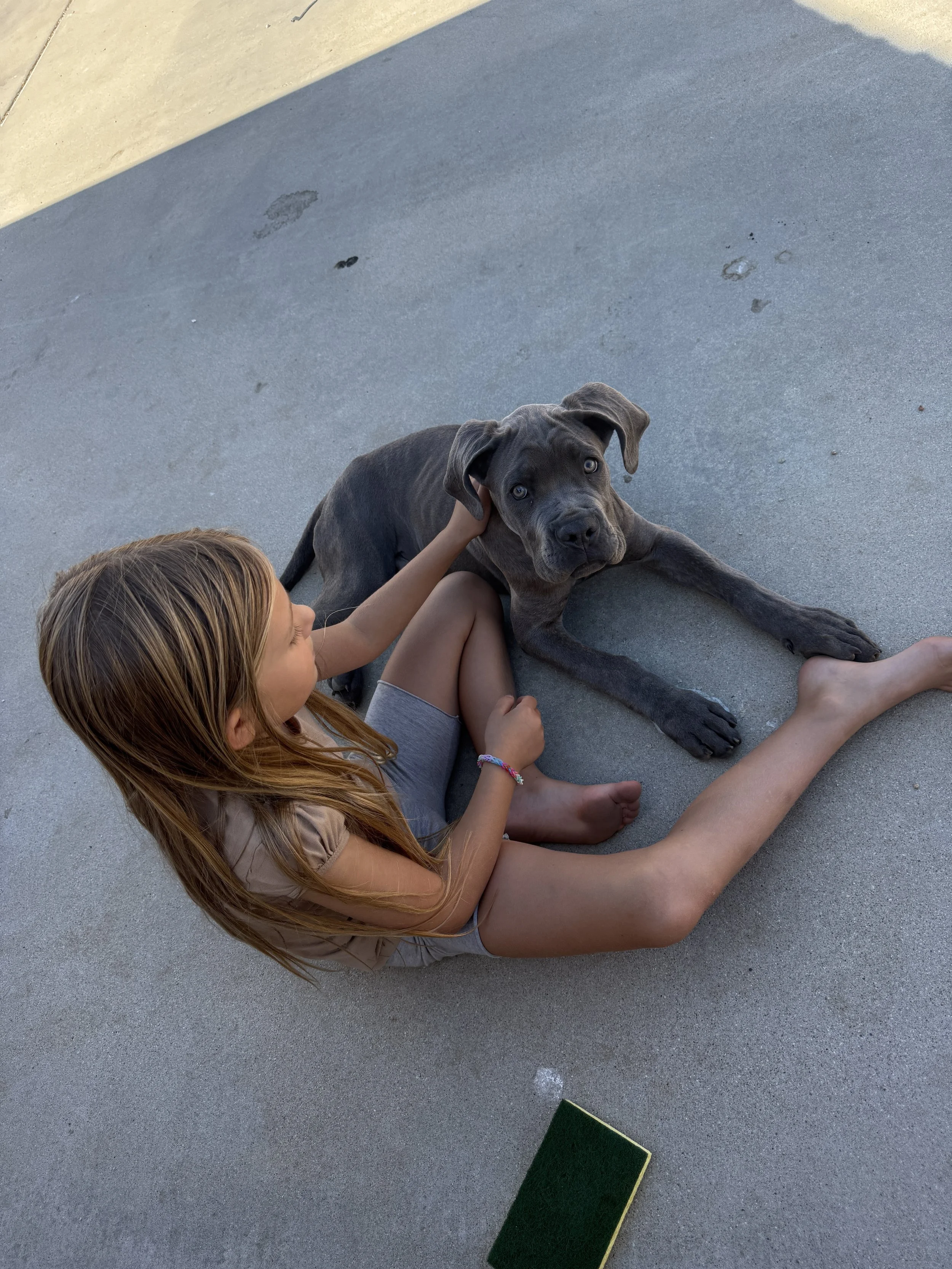 Zeus – Permanent Resident
Zeus came to us after being surrendered to the Lancaster shelter. He arrived underweight and in need of proper care. Today, he is safe, nourished, and surrounded by love at Outlaw Ranch Sanctuary