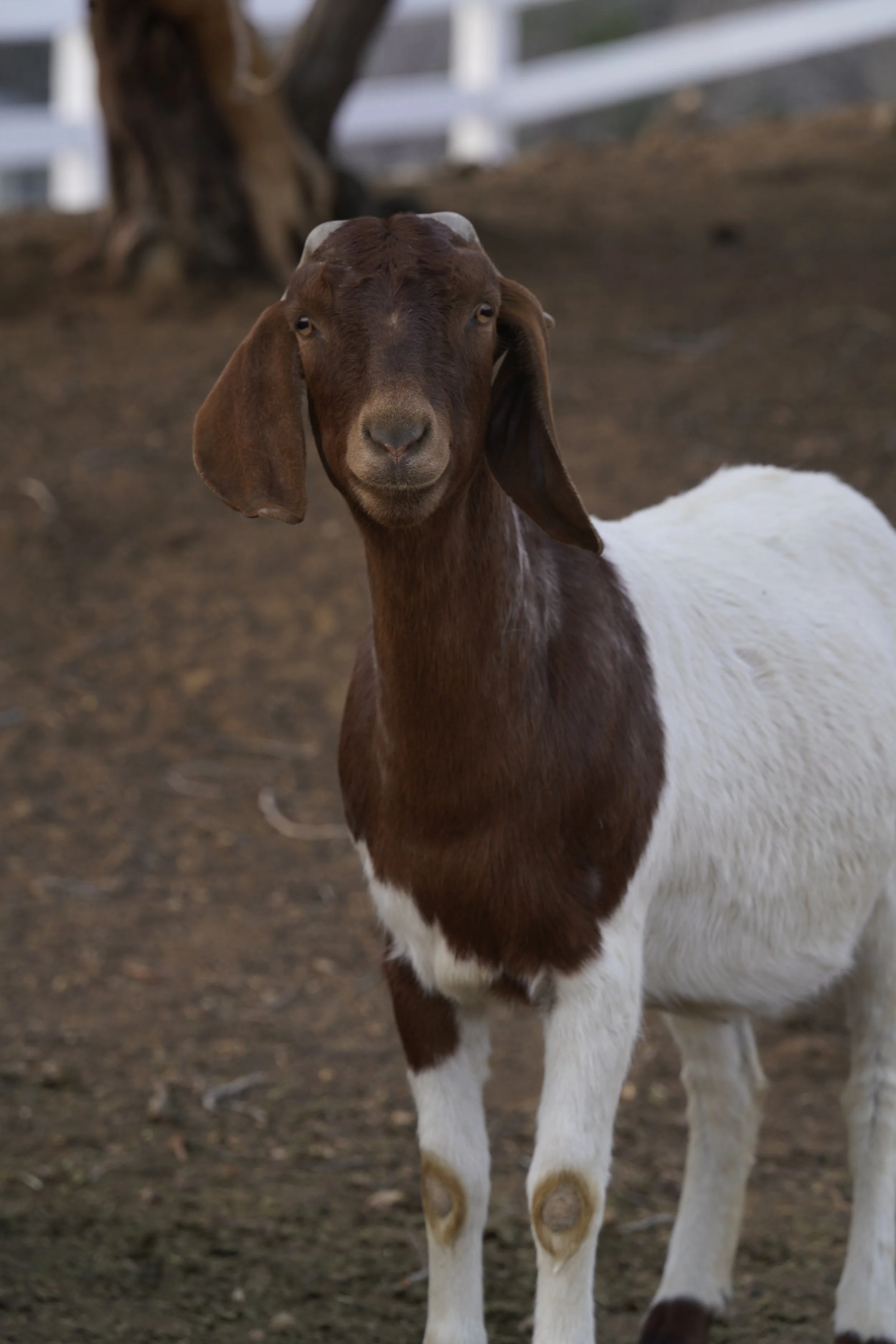 African Boer Goats – Permanent Residents
These Boer goats are part of our sanctuary herd. They assist with natural vegetation management and are provided with daily care, shelter, and veterinary oversight.