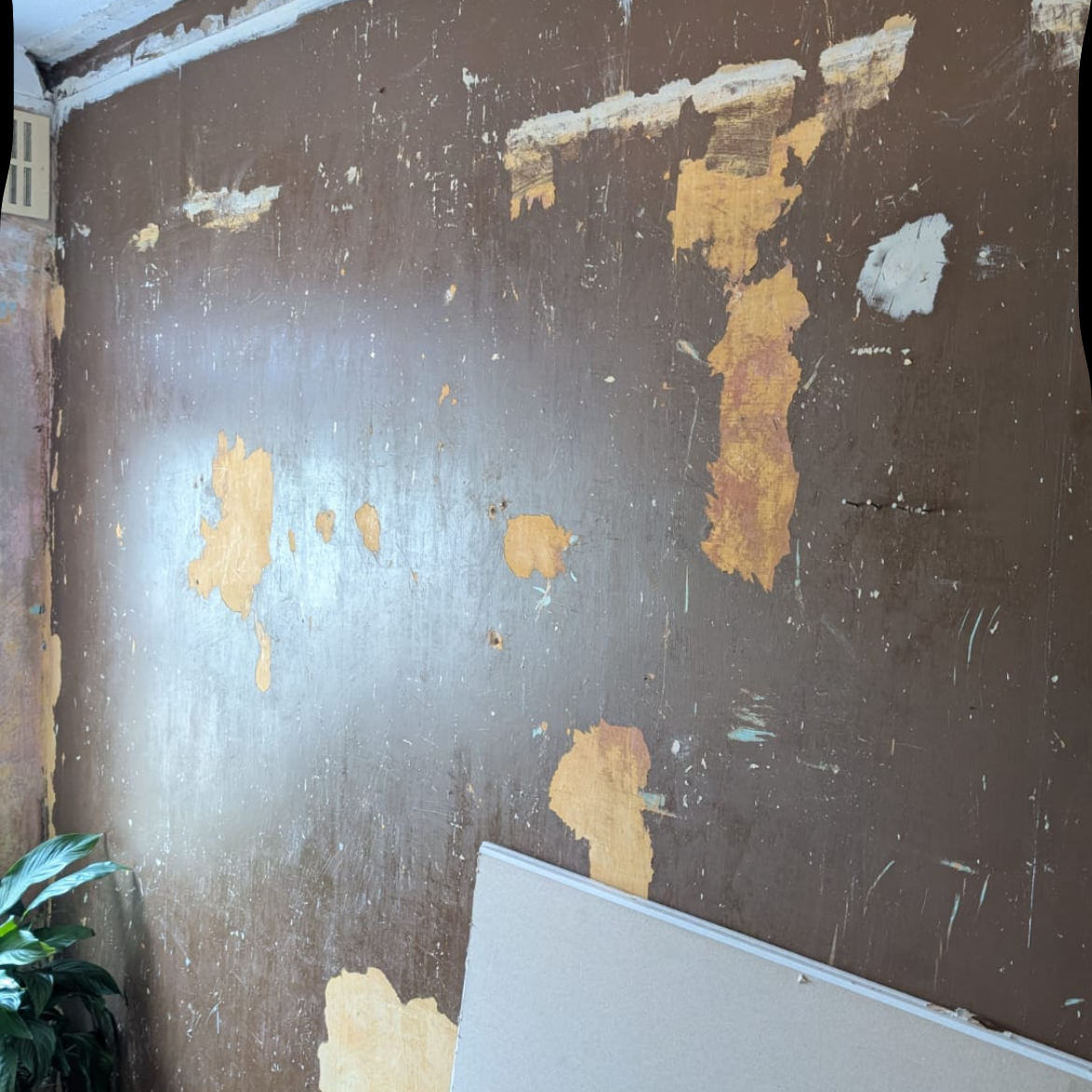 A wall with peeling paint and patches exposing the underlying surface, with a corner visible in a room with a plant in the bottom left and a piece of drywall in the bottom right.