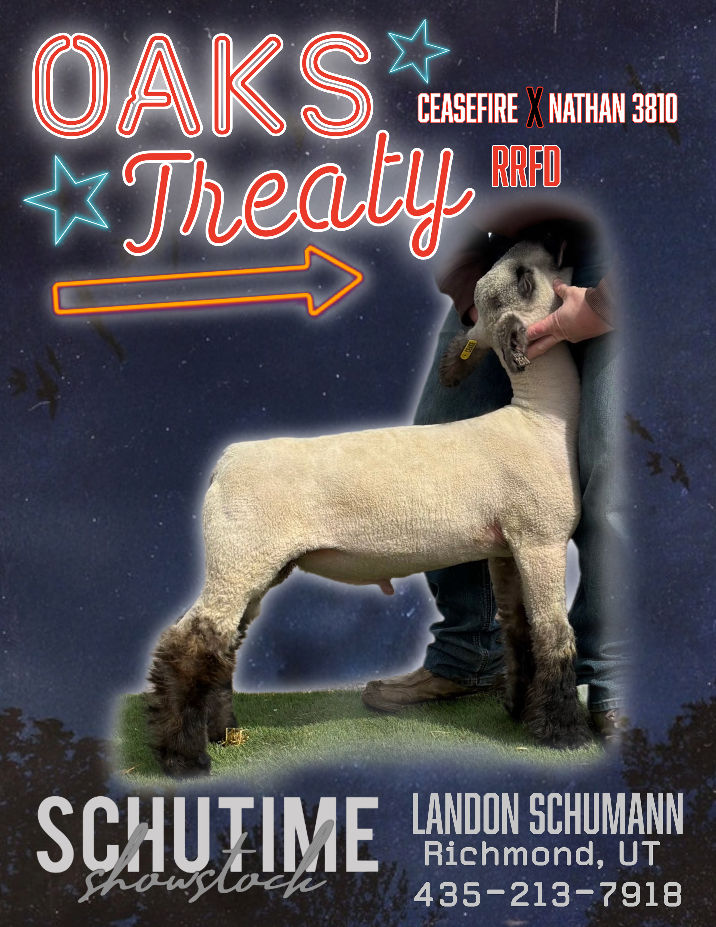 A flyer for a livestock show featuring a sheep with a person's hand holding its head. The background is a starry night sky with neon-style stars and text promoting the event, including the words 'Oaks Treaty' and contact information.