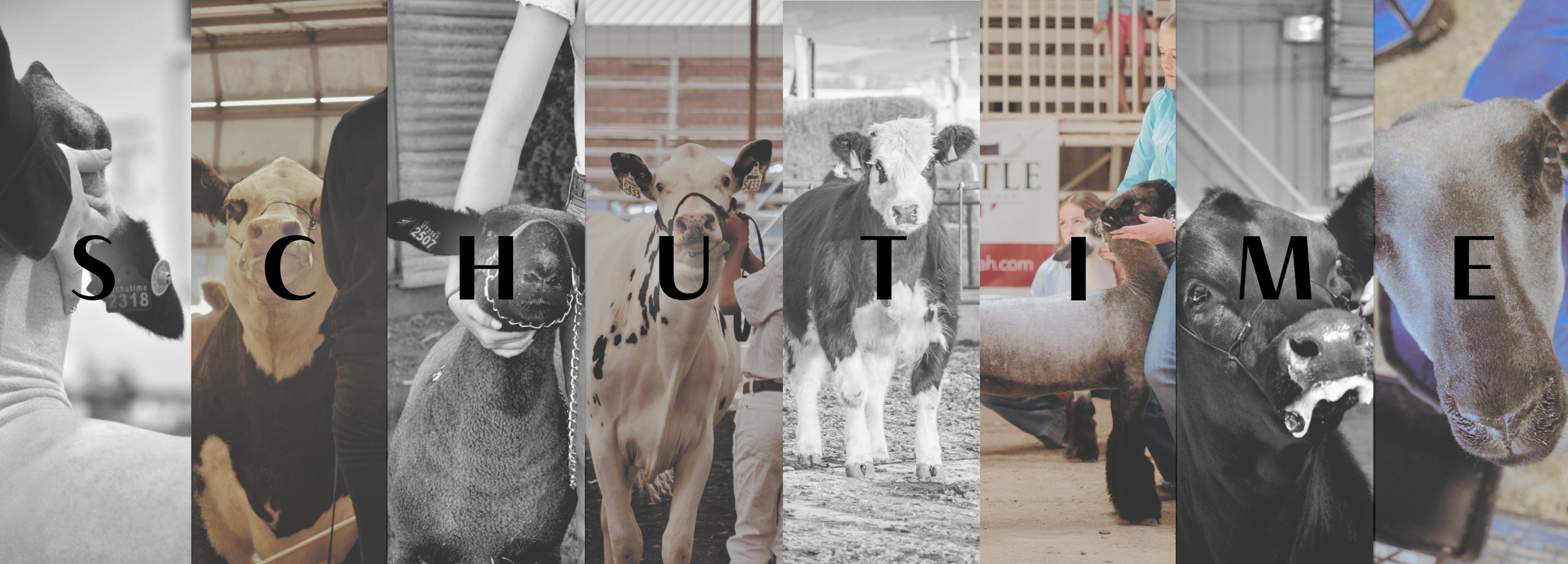Collage of various farm animals including a dog, cow, sheep, chicken, and pig, with the words S C H U T T L E beneath