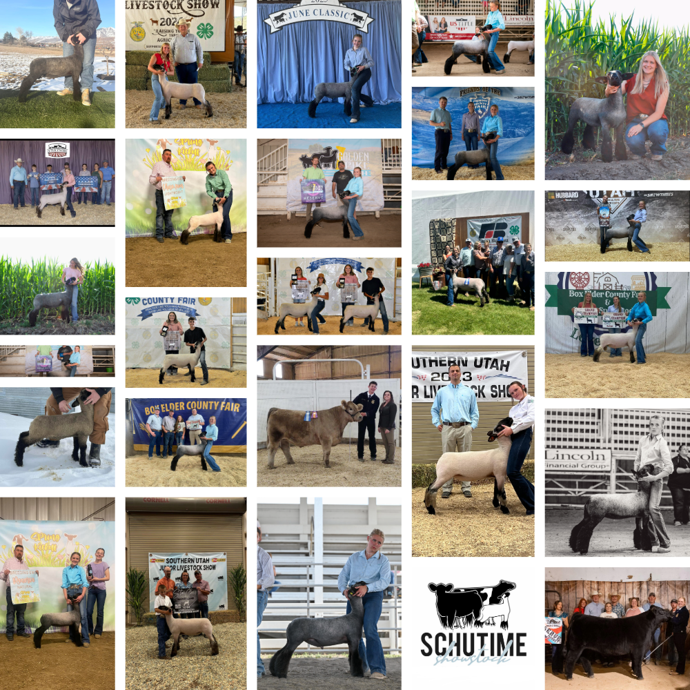 Collection of photos from livestock shows featuring people with sheep or cattle, awards, and banners, mainly in indoor and outdoor agricultural event settings.