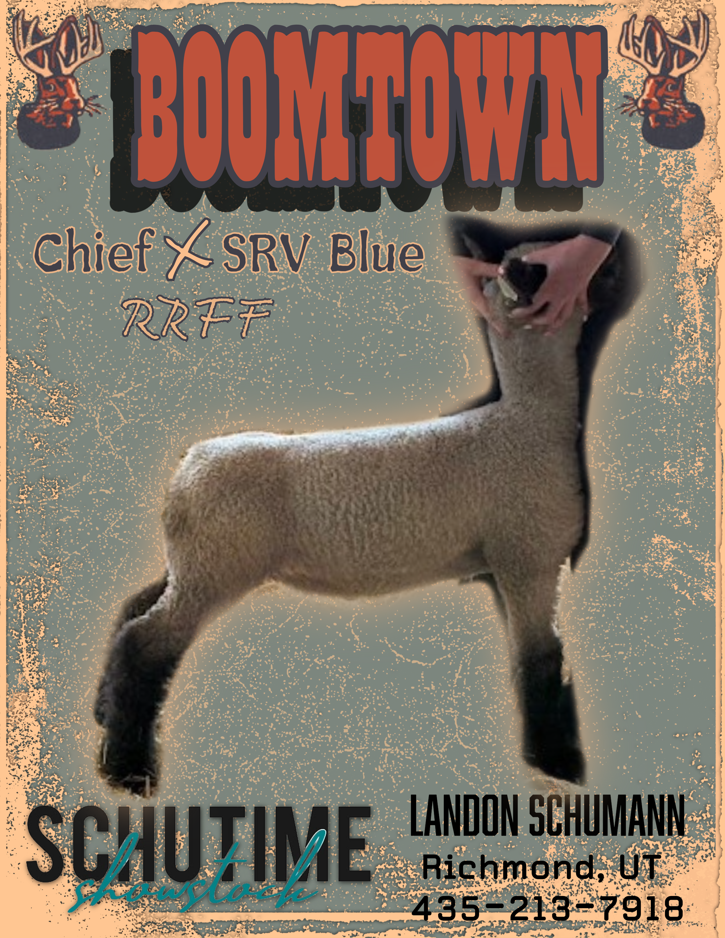 Poster for a sheep showing at Schutime Showcase, featuring a sheep with a human hand on its head. Text mentions Boomtown, Chief and SRV Blue, and Landon Schumann from Richmond, Utah, with a phone number.