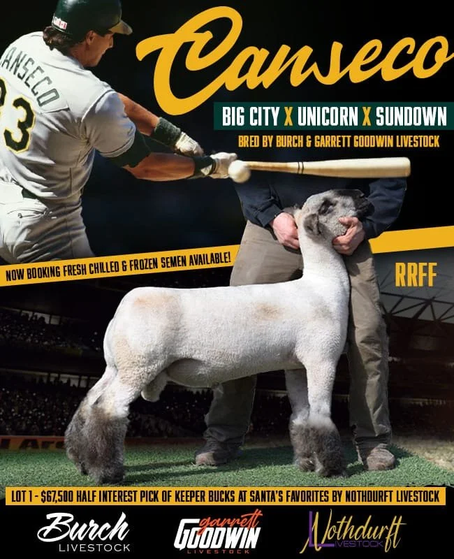 Poster advertising a livestock event featuring a person in a baseball uniform hitting a sheep with a baton, with text about livestock breeding and sales.