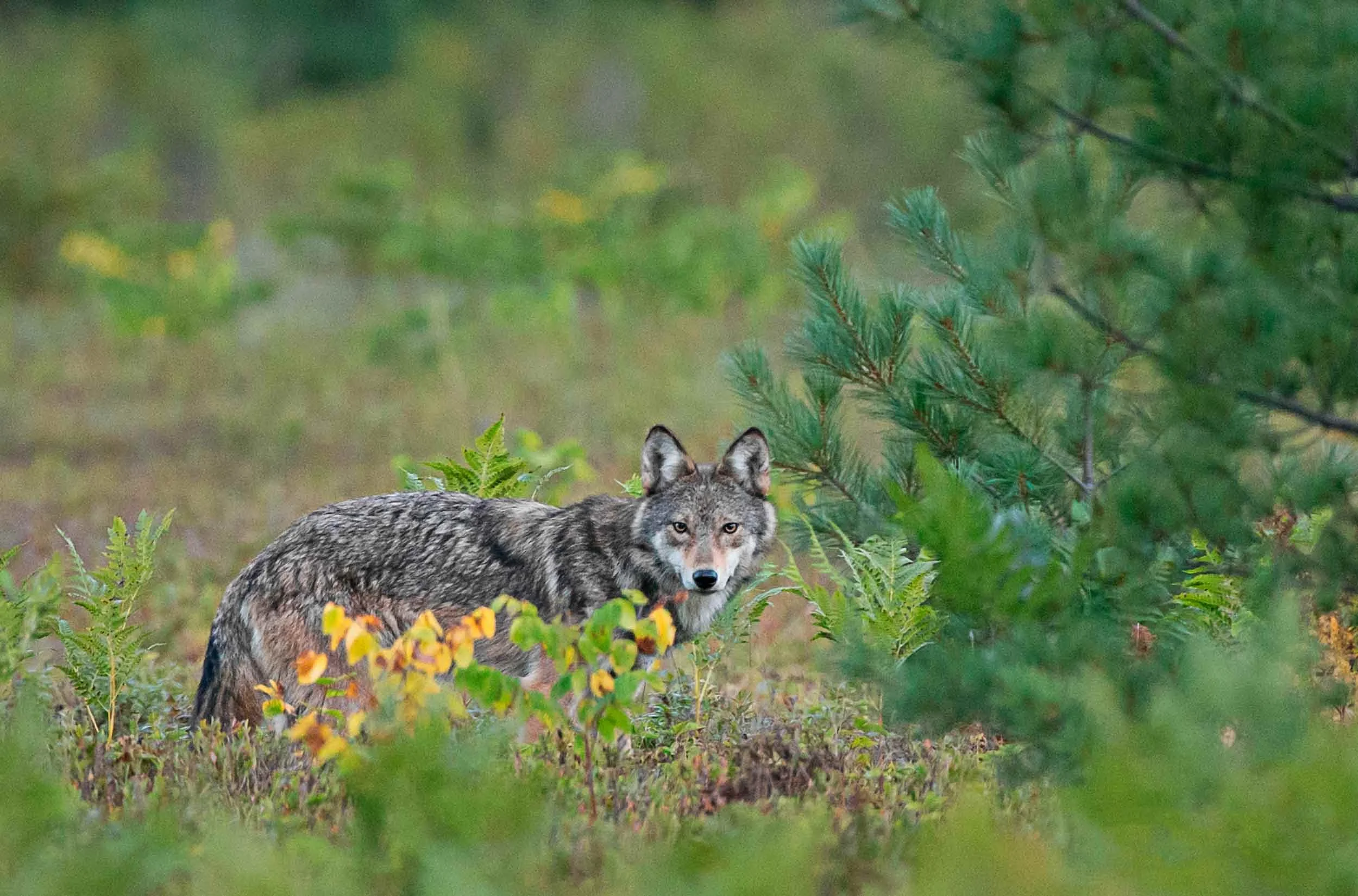 Predators (Timber Wolf/Coyote)