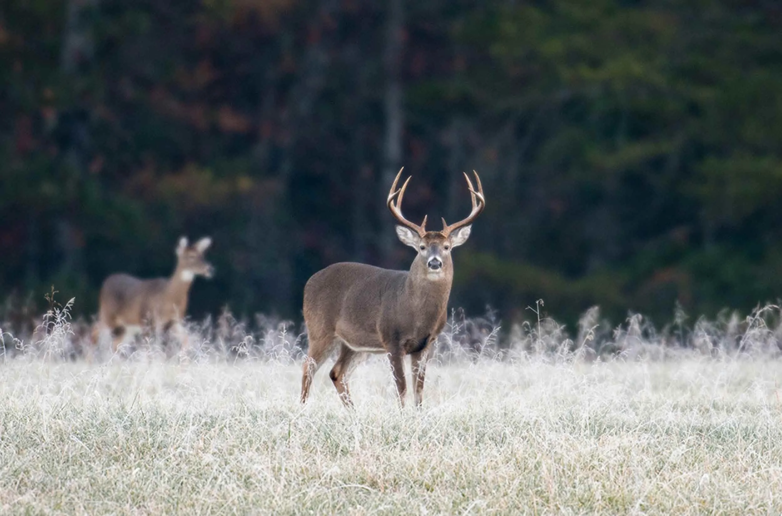 Whitetail Deer