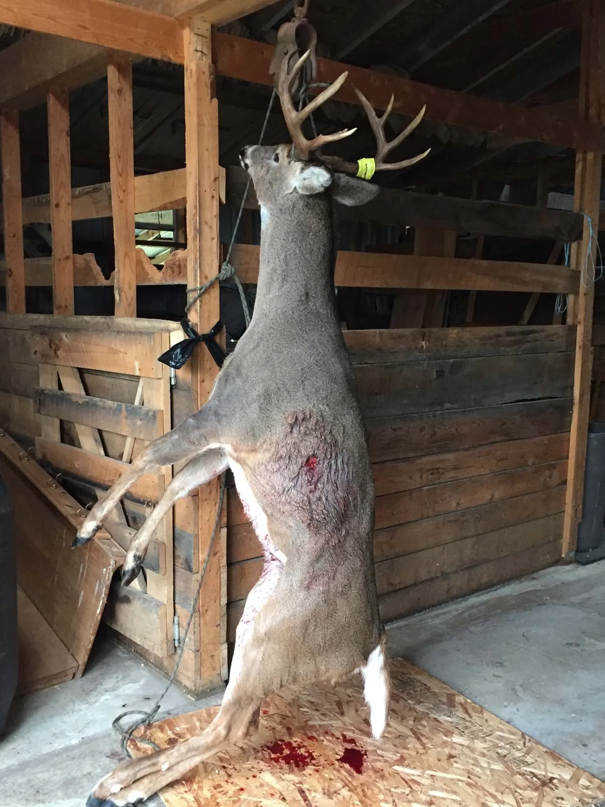 BUCK HANGING.jpg