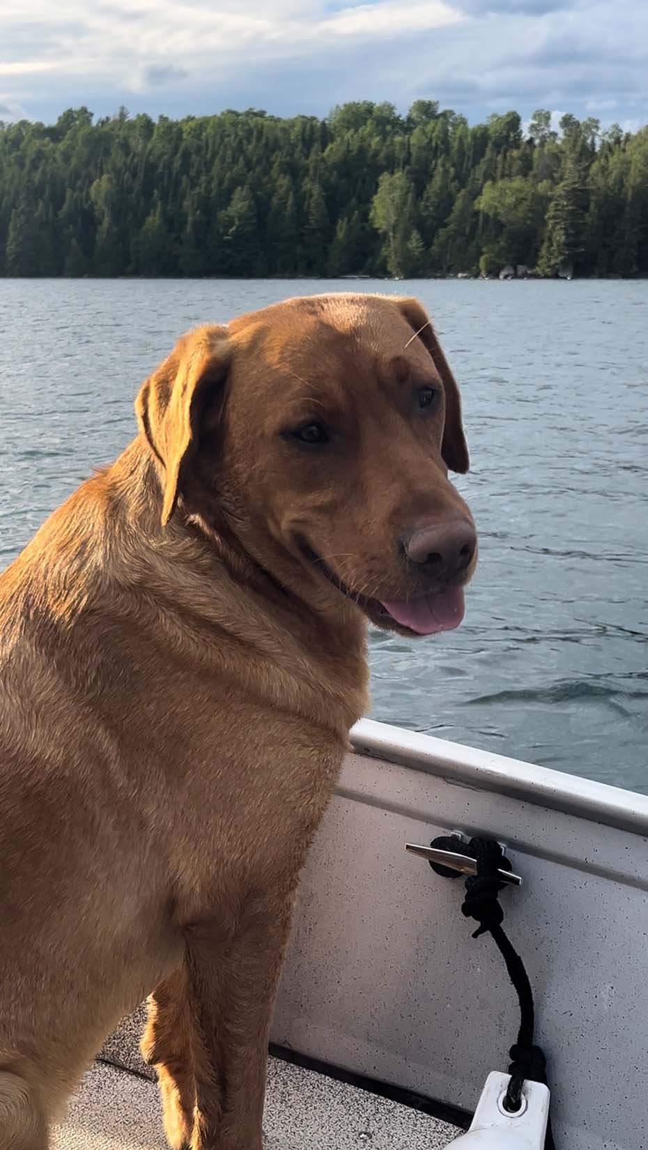 A brown dog sitting on a boat, looking at the camera with a lake and wooded shoreline in the background.