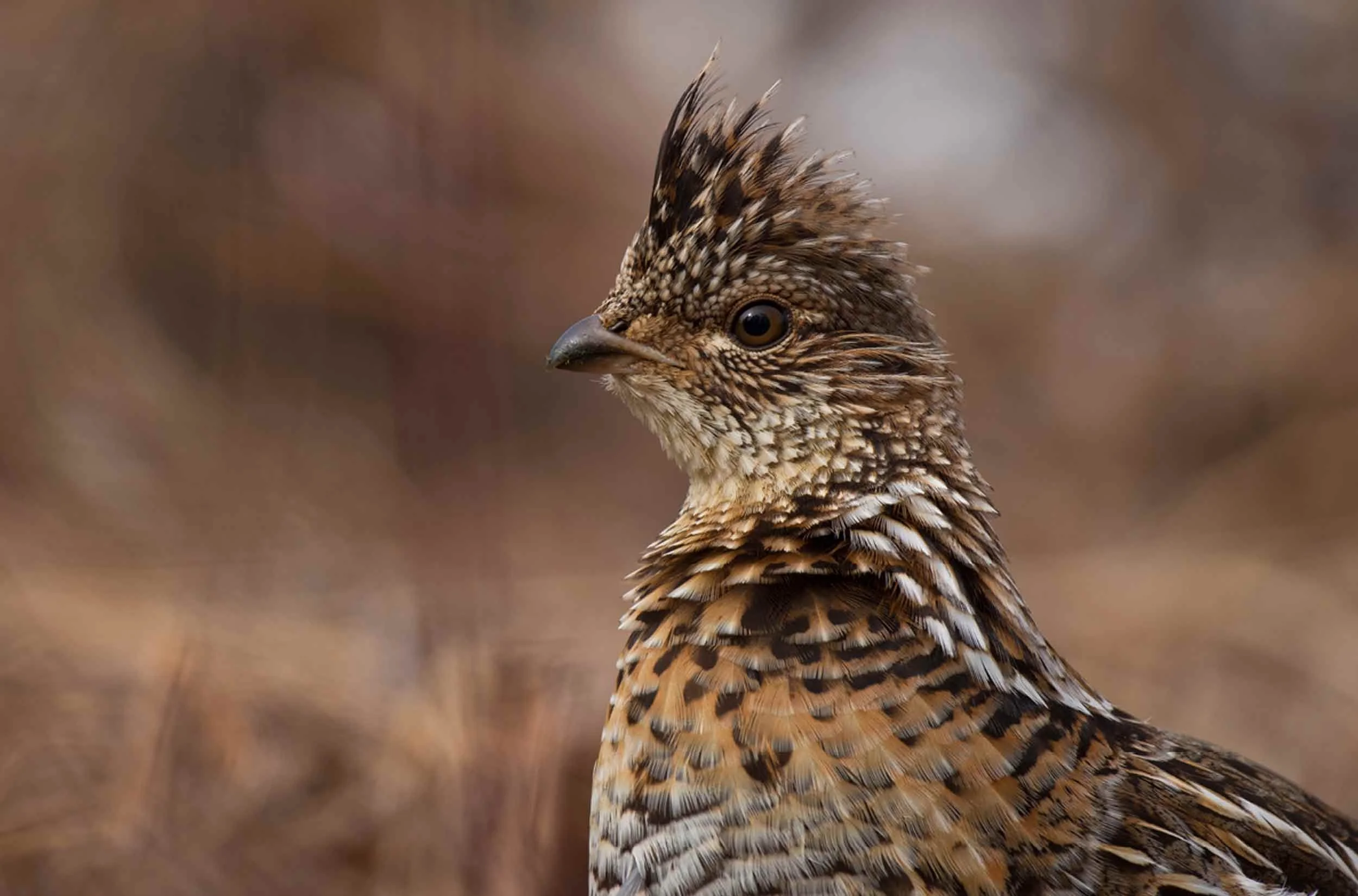 Grouse & Small Game