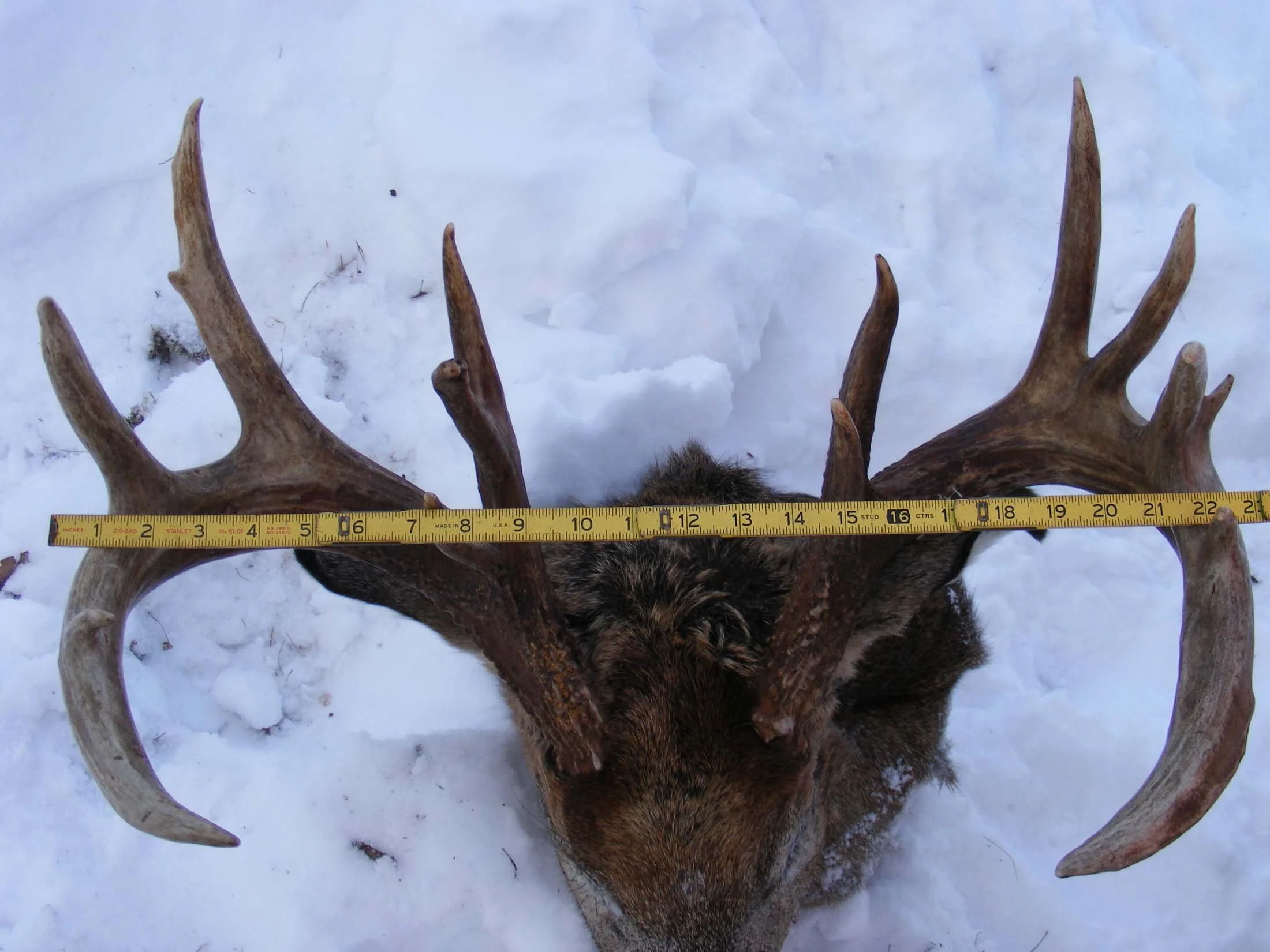 2007_0101BIGBUCKS0014.jpg