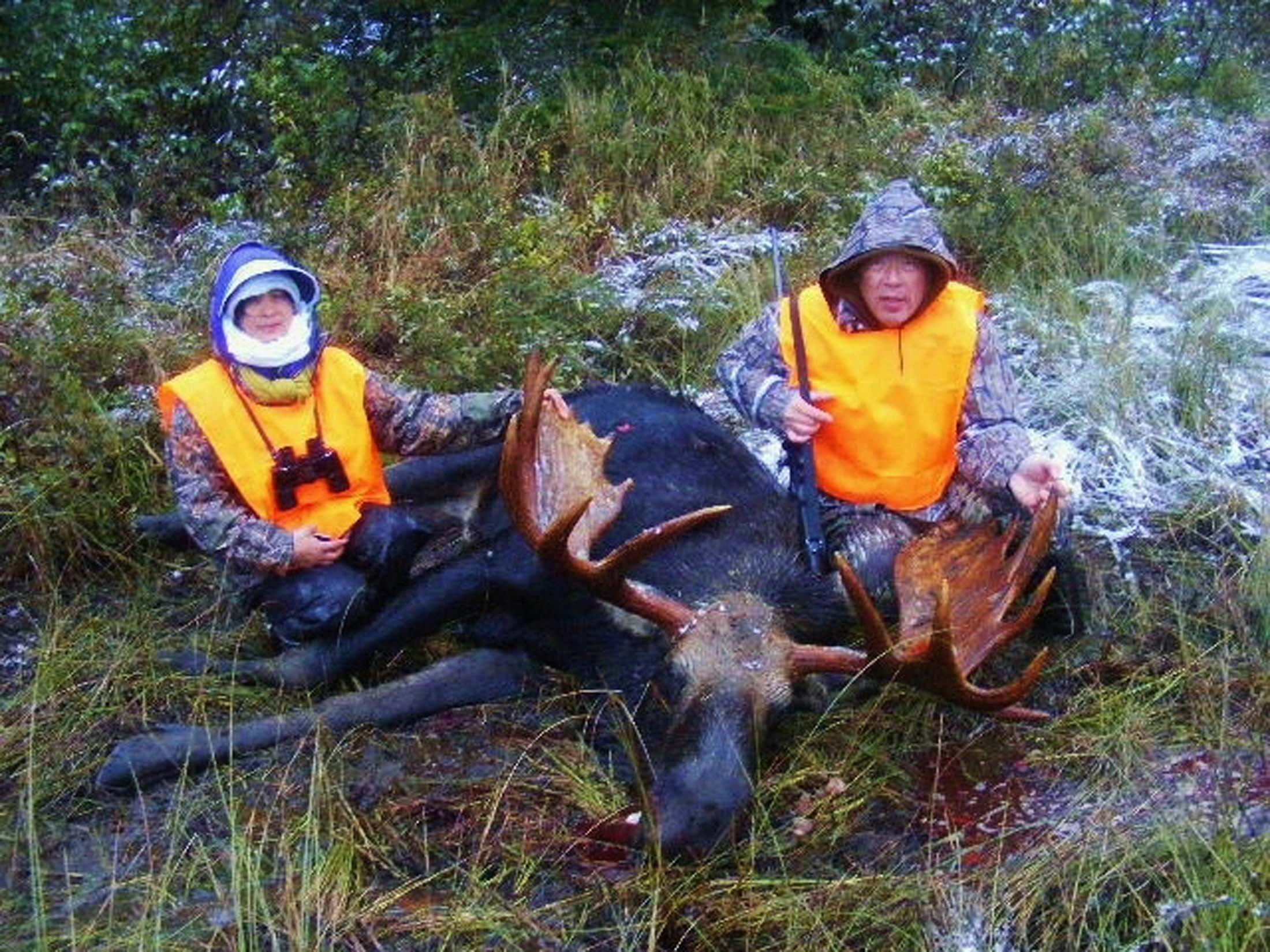 AJAX BULL MOOSE.jpg