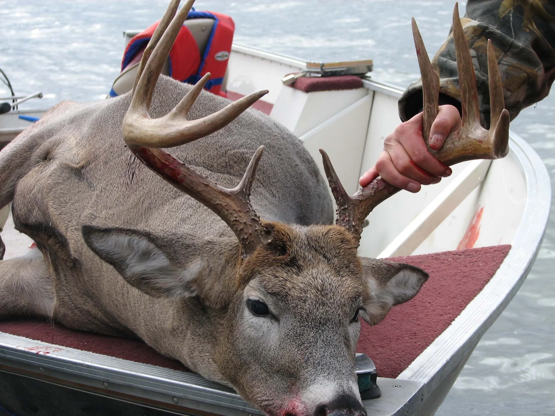 GERALDDEER1.jpg