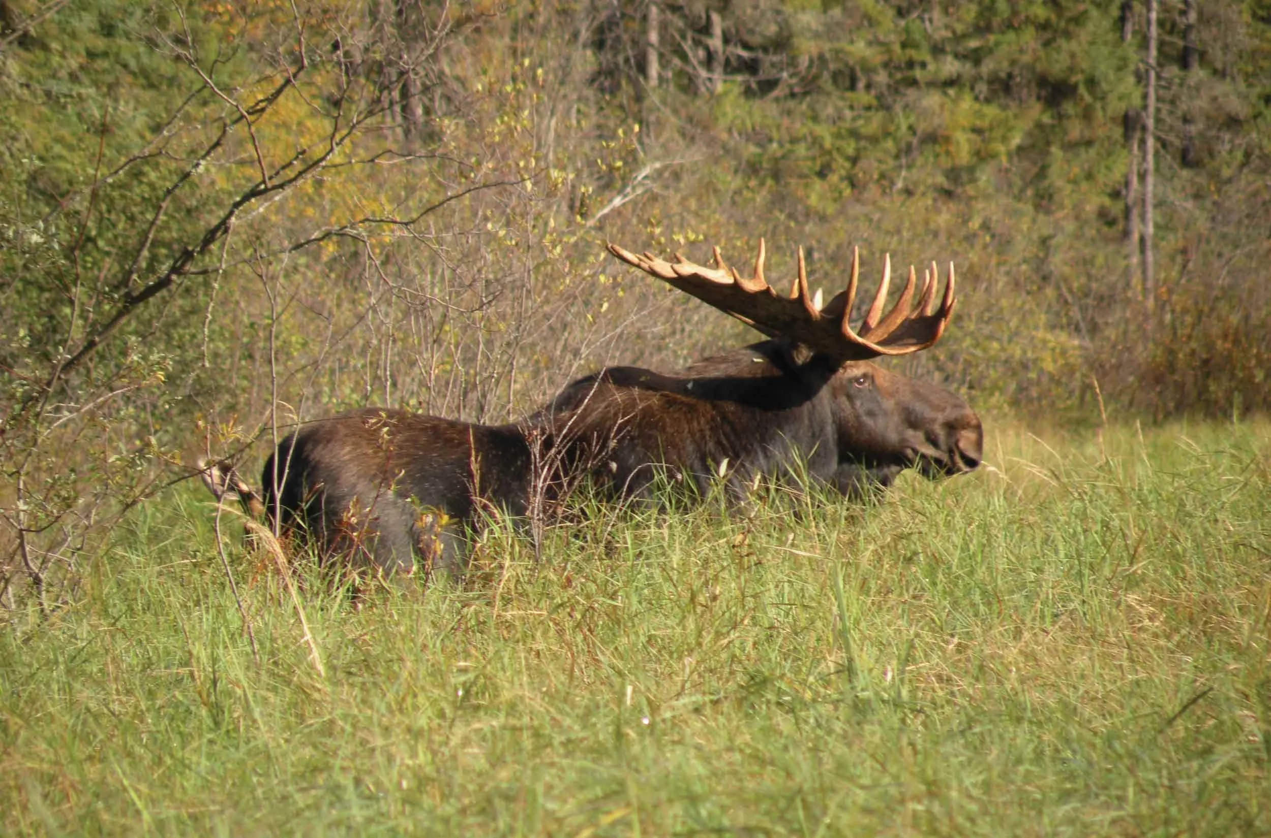 Moose