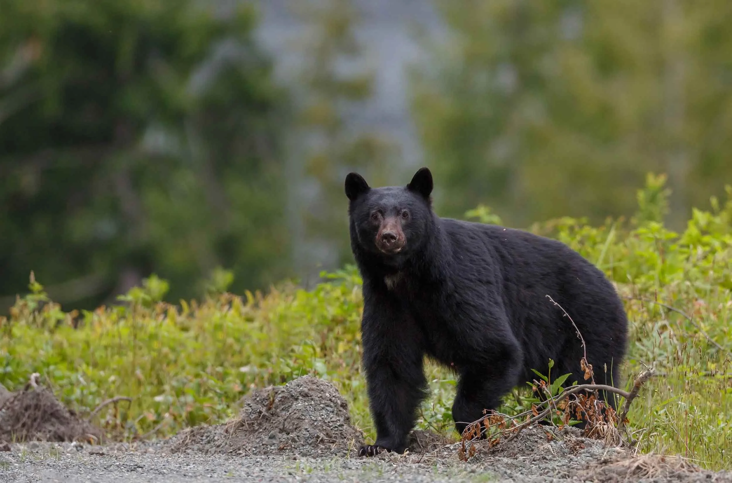 Black Bear