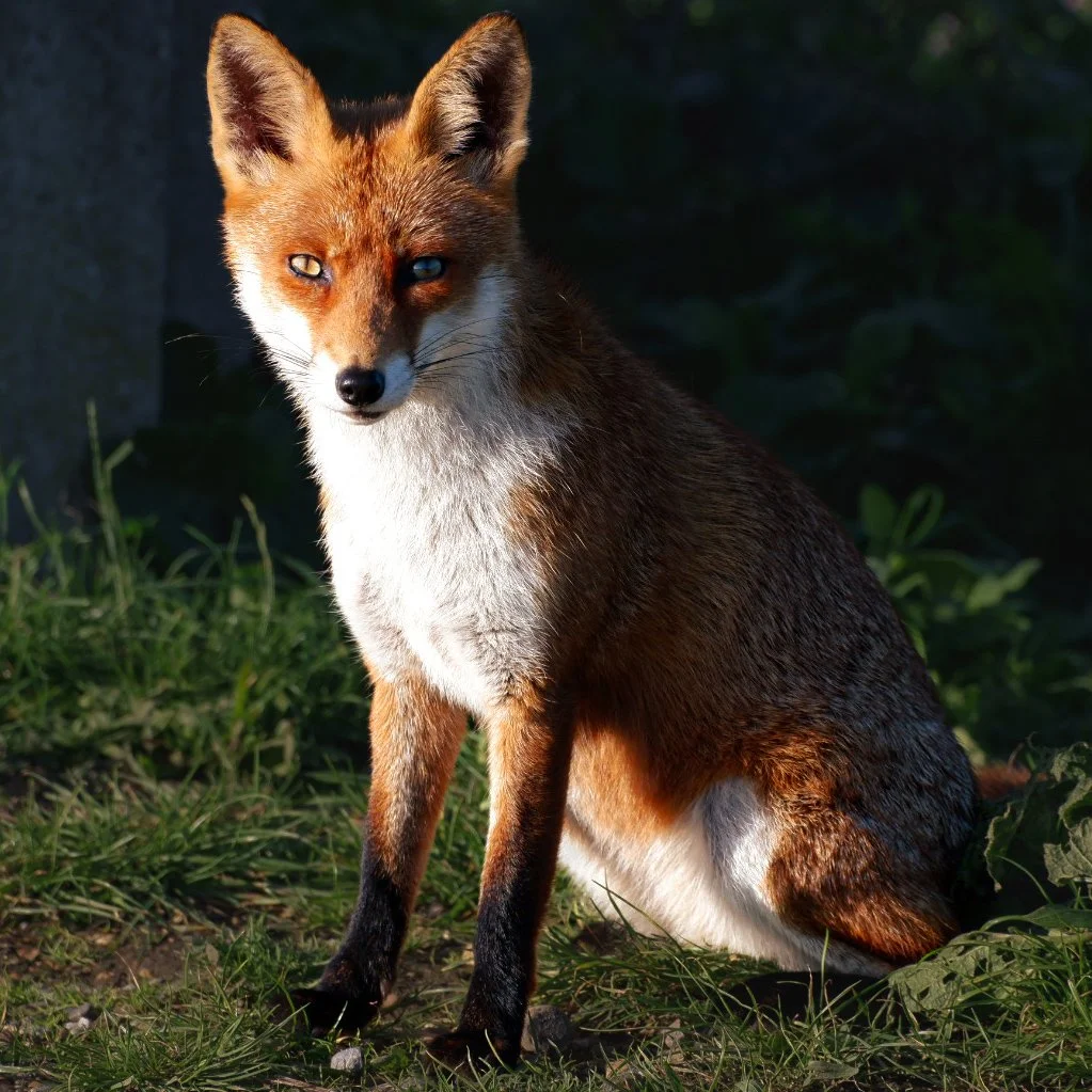 A fox sits and looks on on Eastney seafront