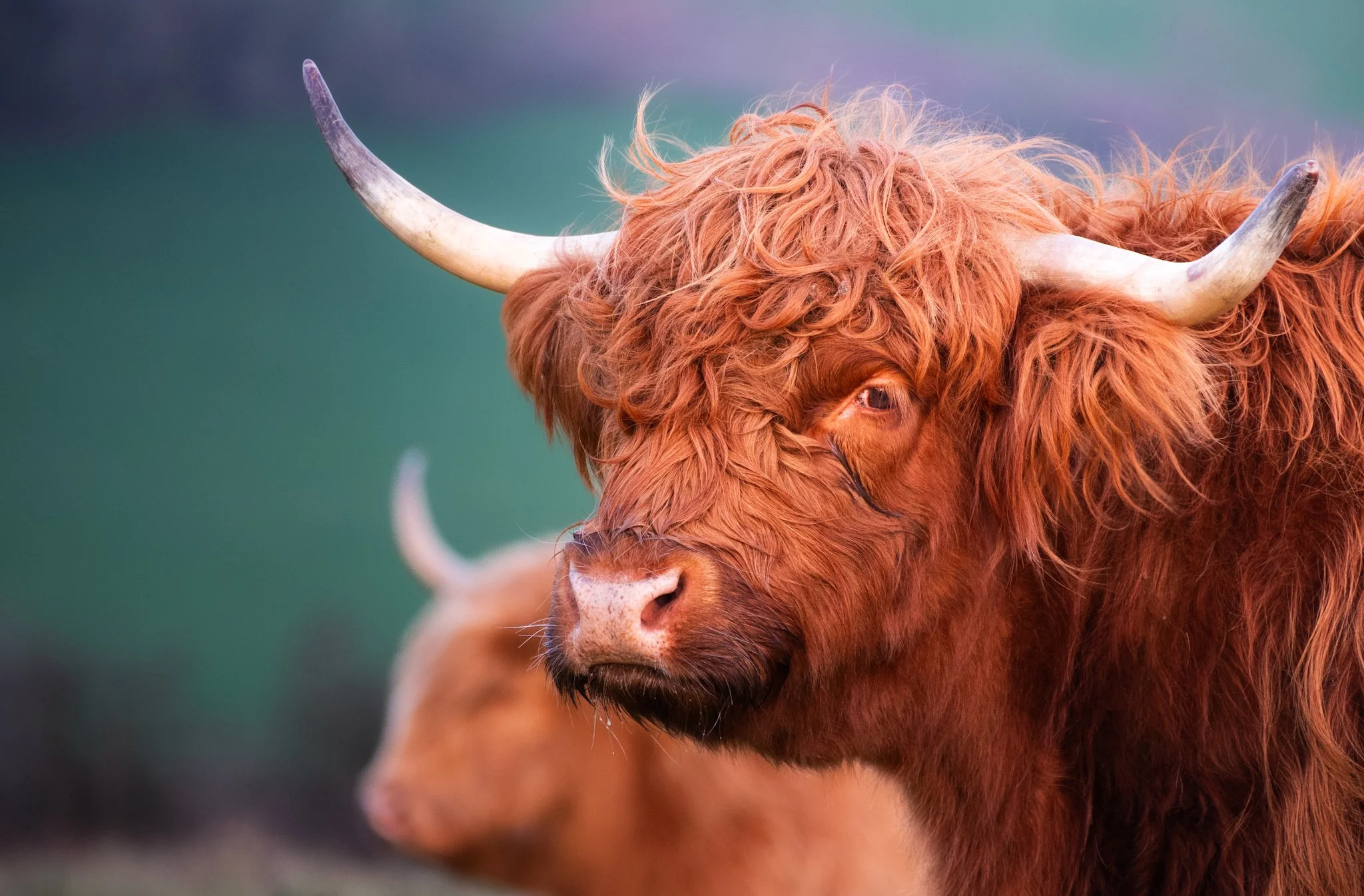 Highland cow looks on on Butser Hill