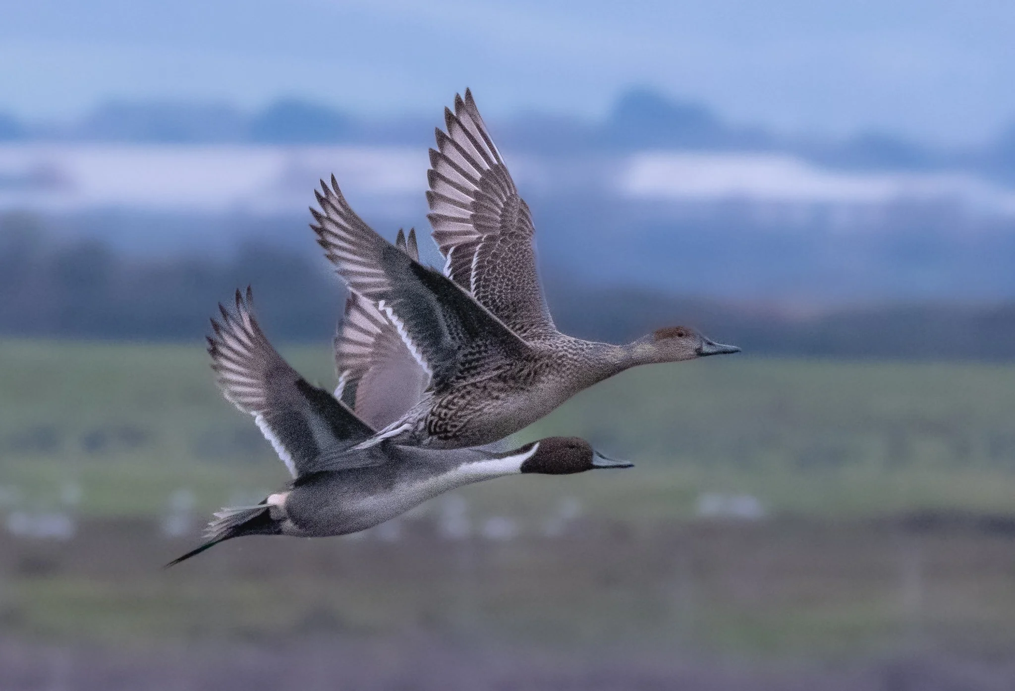 A couple of ducks fly off together at Farlington Marshes