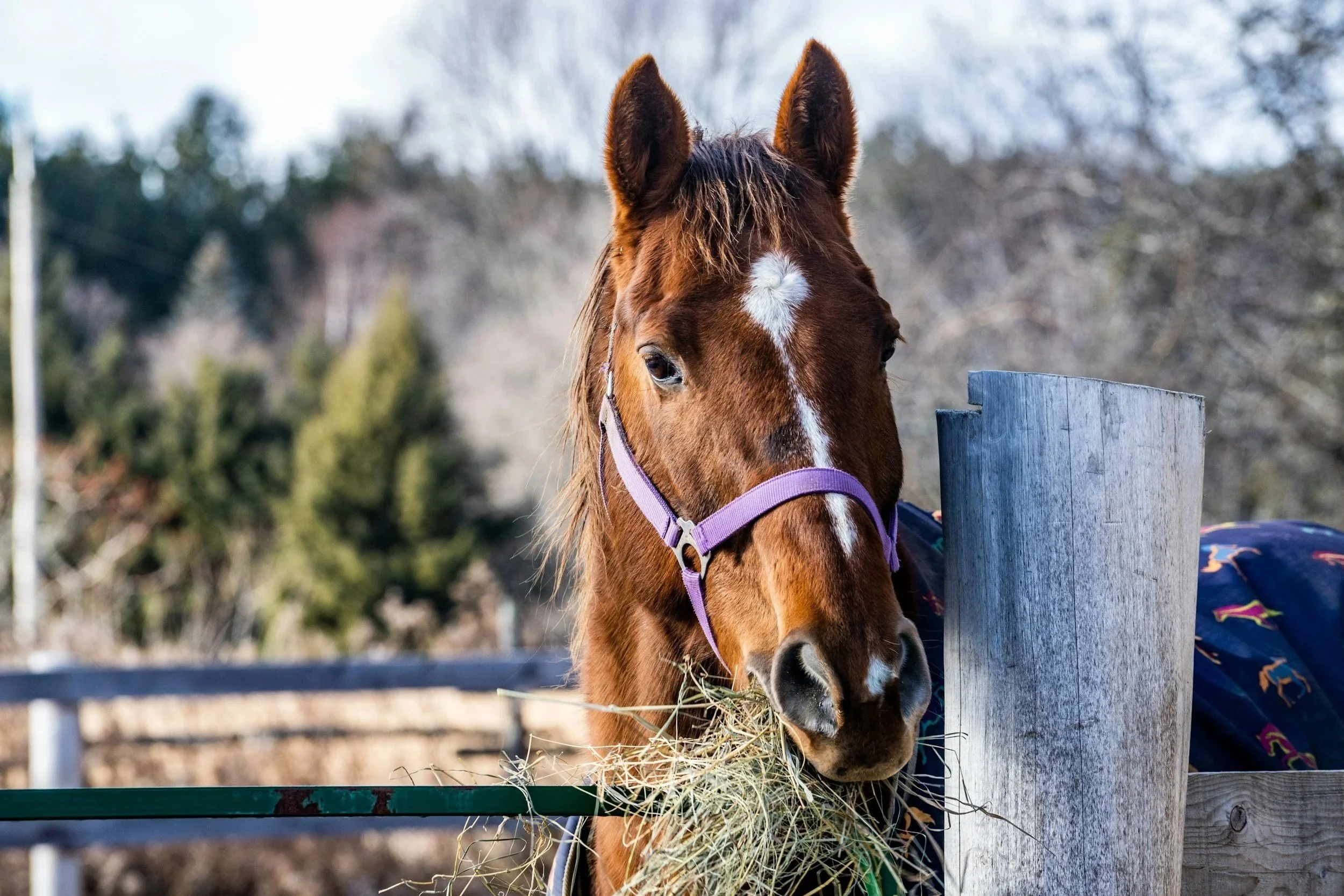 Reducing Sand Colic Risk: Keeping Forage Off the Dirt