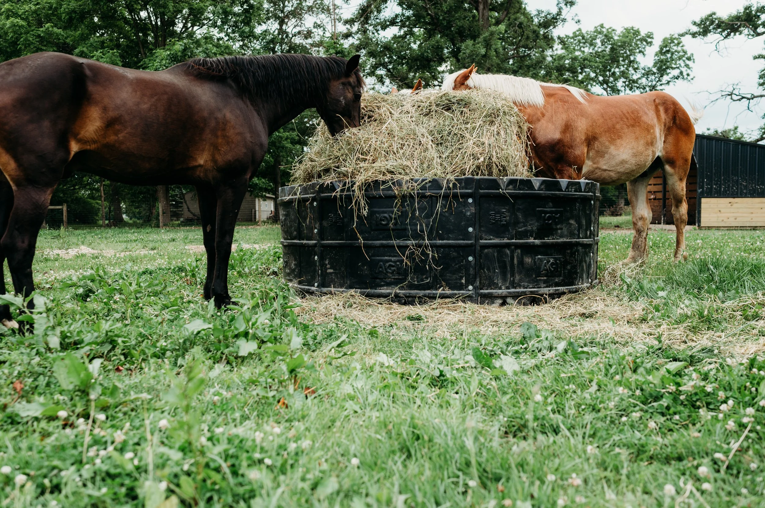 Poly vs. Metal: Which Hay Ring is Actually Safer for Your Horse?