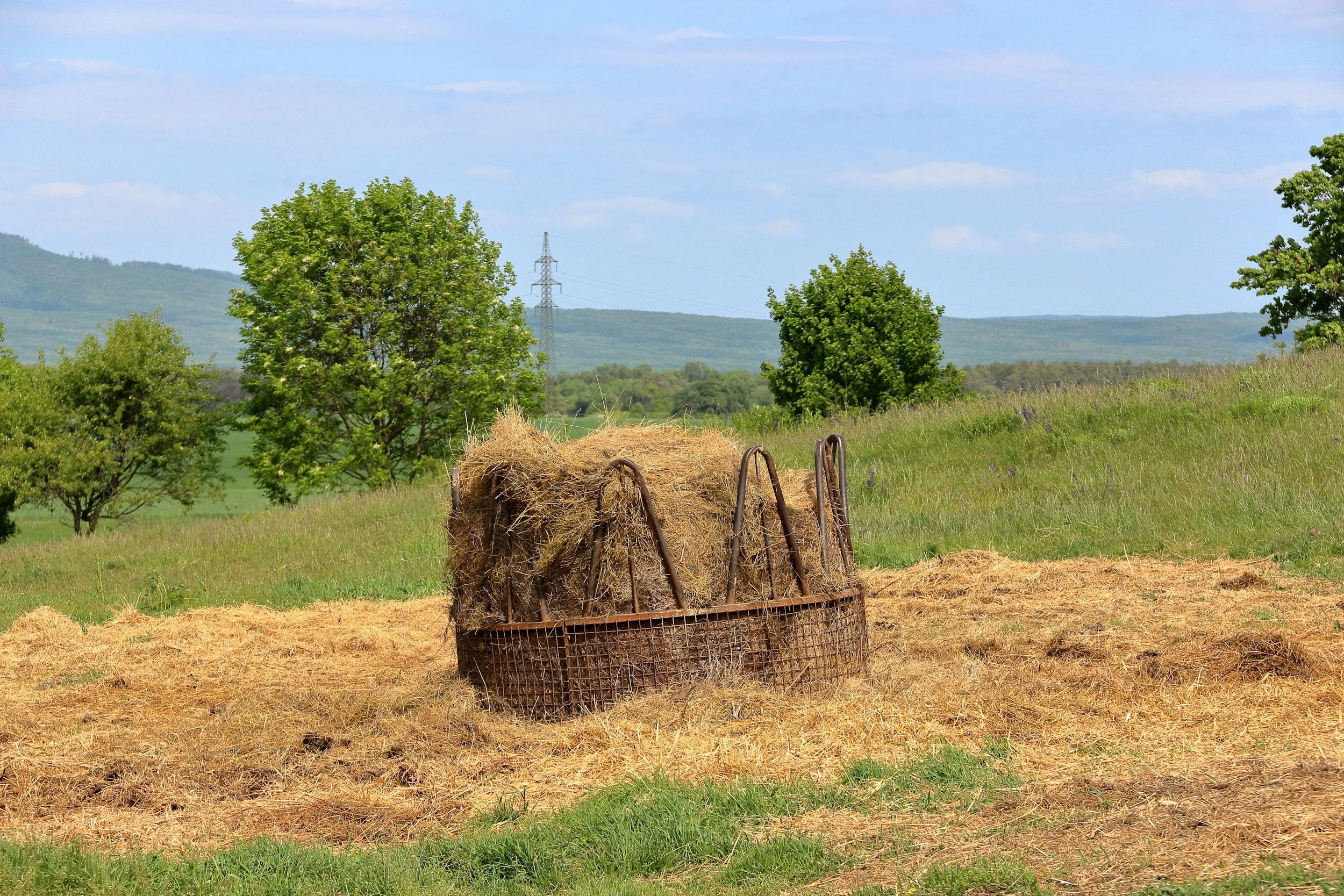 The Hidden Dangers of Metal Hay Rings for Horses