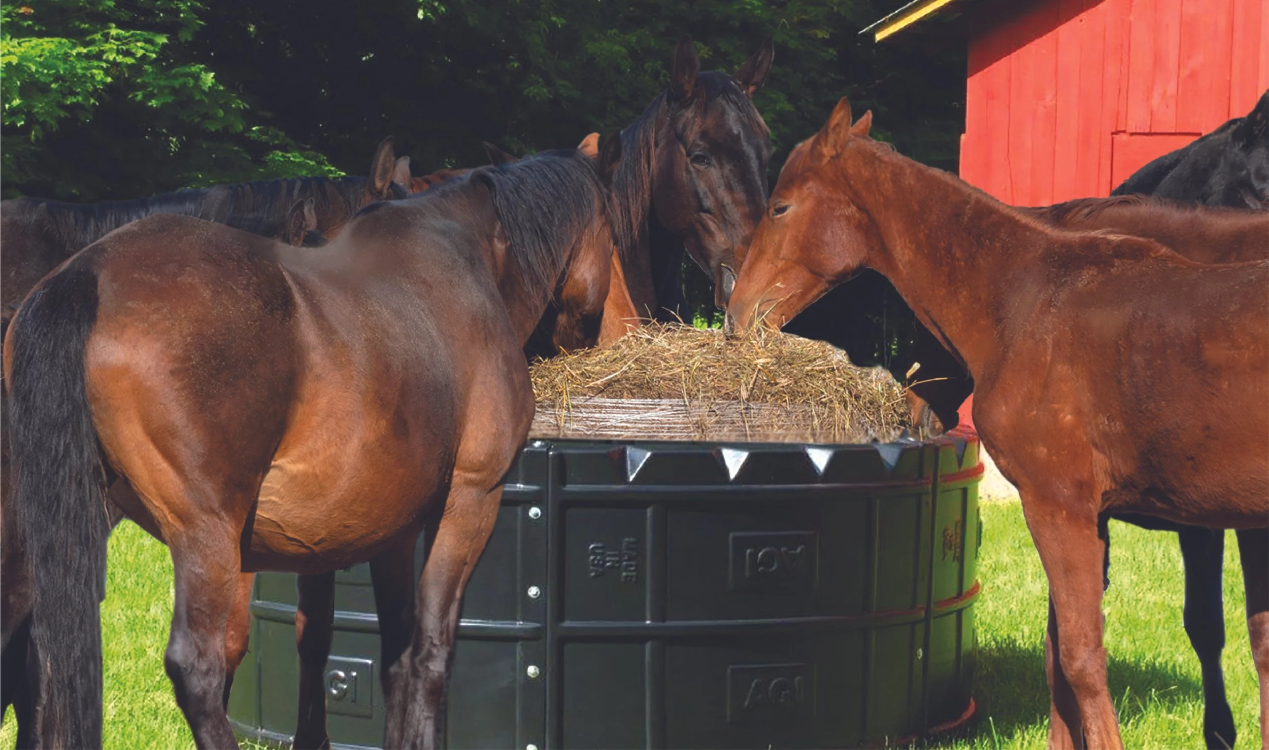 The Busy Homesteader’s Guide to Low-Maintenance Horse Care