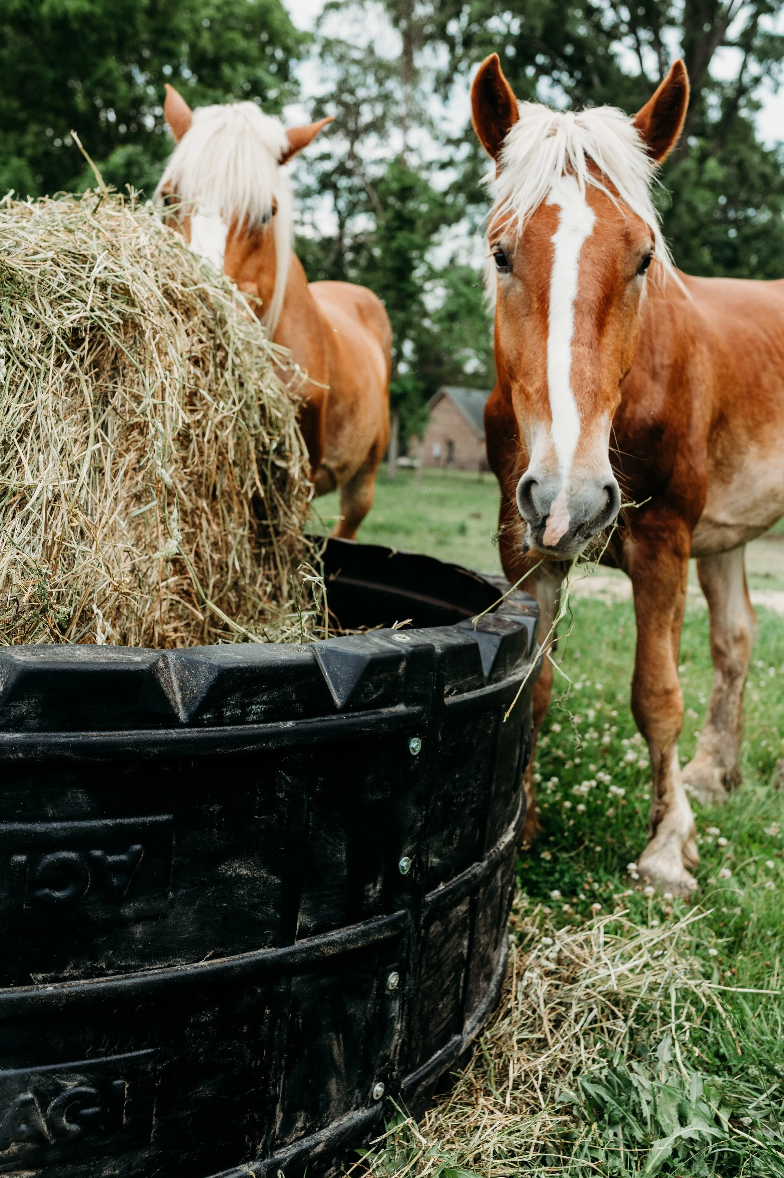 The Small Farm Guide to Round Bale Management: Why Round Bales Pay Off for 3+ Horses
