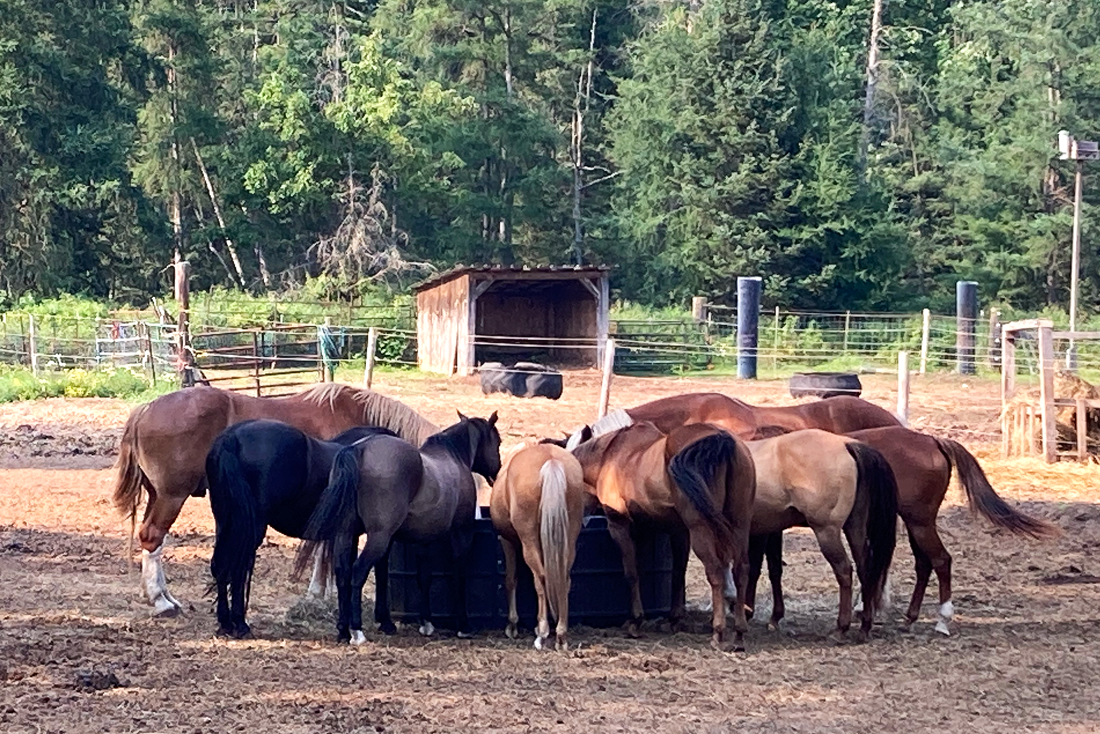 A group of horses gathered around a black plastic hay ring that is designed for horse safety