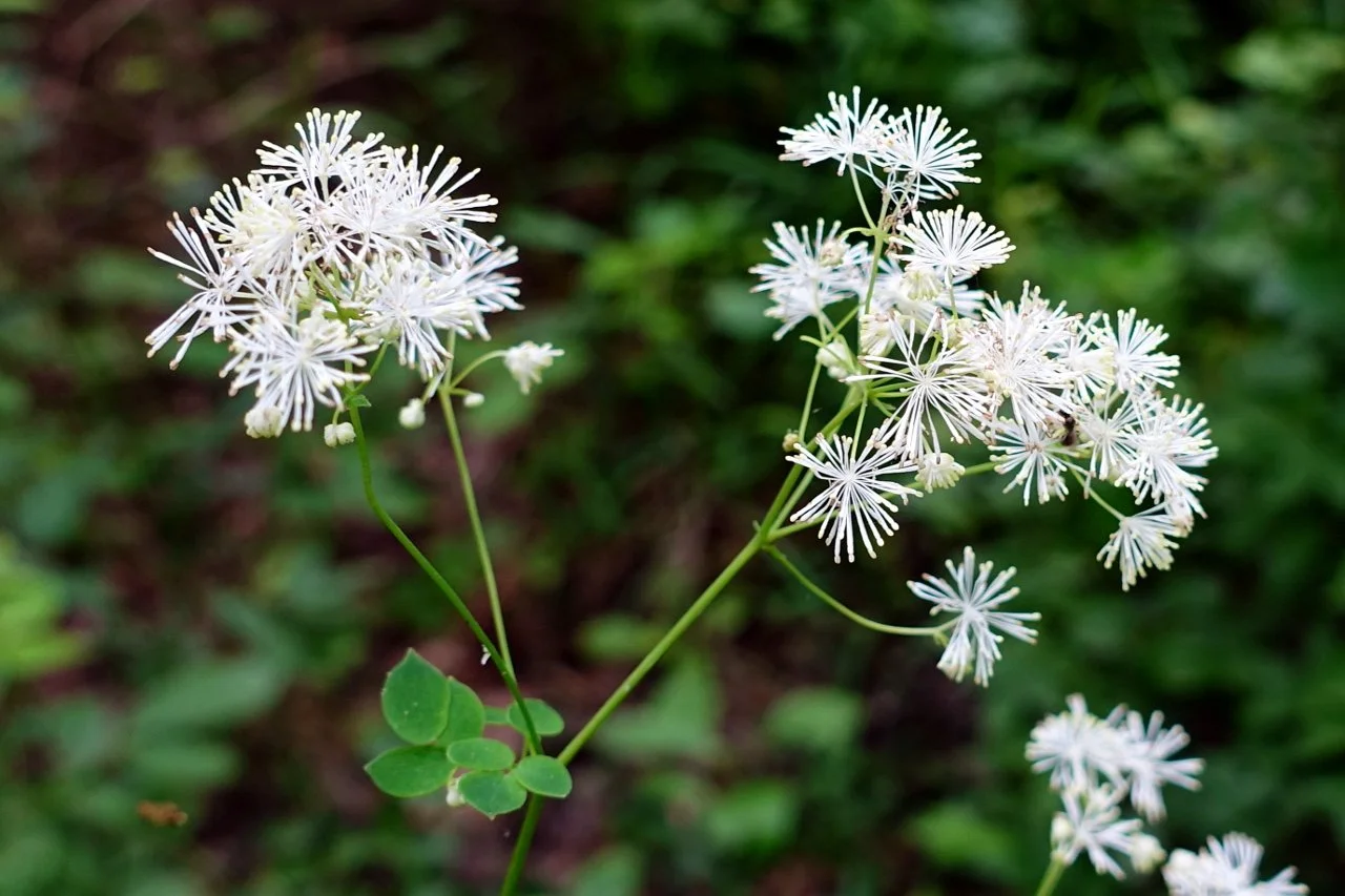 thalictrum_pubescens_3.jpg
