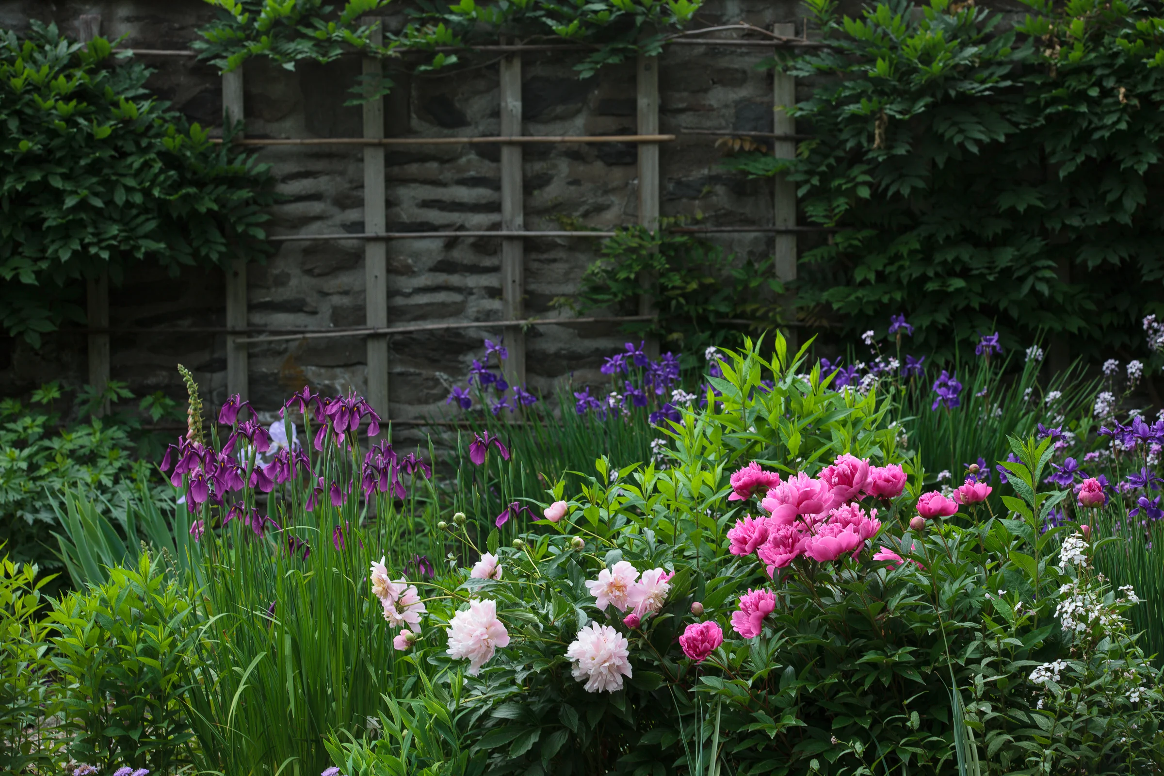 Purple border.Ingalls Photography.jpg