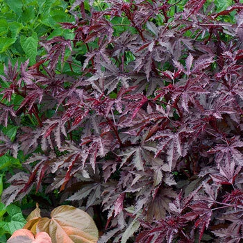 hibiscus_mahogany_splendor_seeds.jpg