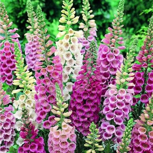 Foxglove-Gloxiniaeflora-Mix_medium.jpg
