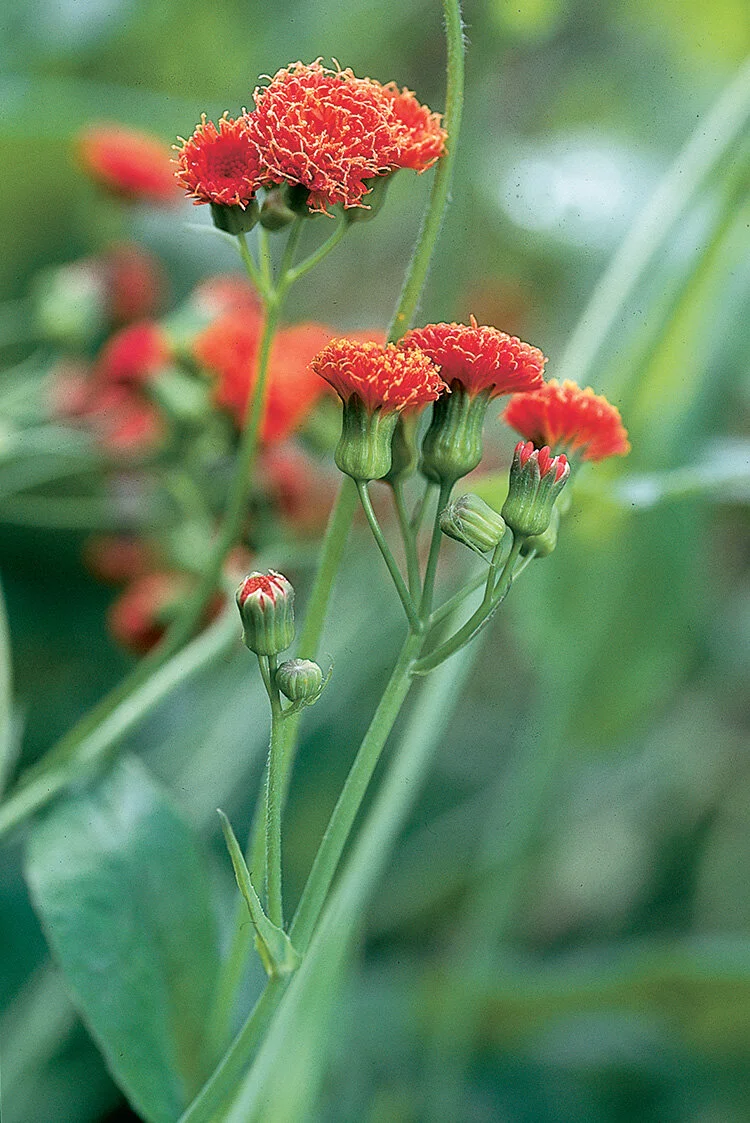 tassel_flower_seeds.jpg