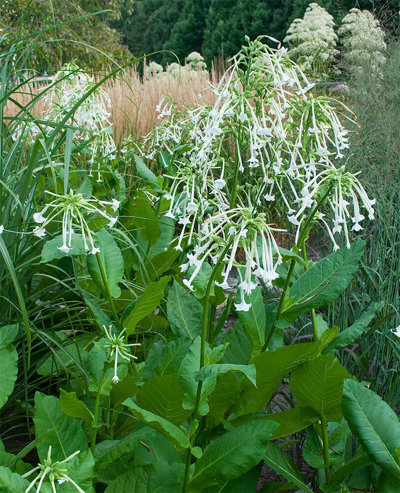 woodland_tobacco_nicotiana_sylvestris_plants.jpg
