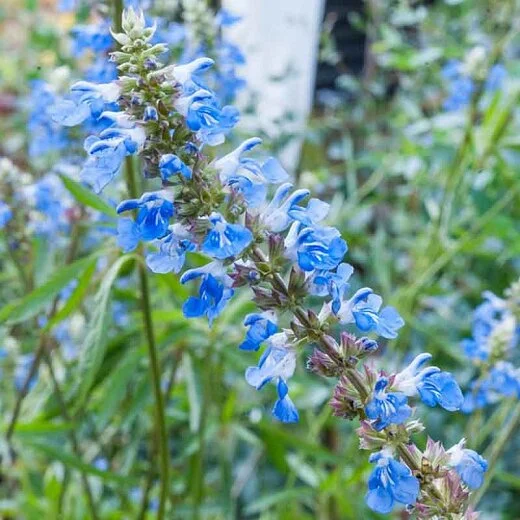 uliginosa salvia.jpg
