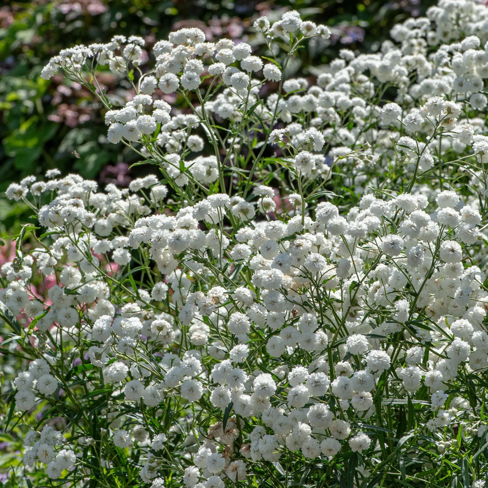 Achillea ptarmica - 'Double Diamond'