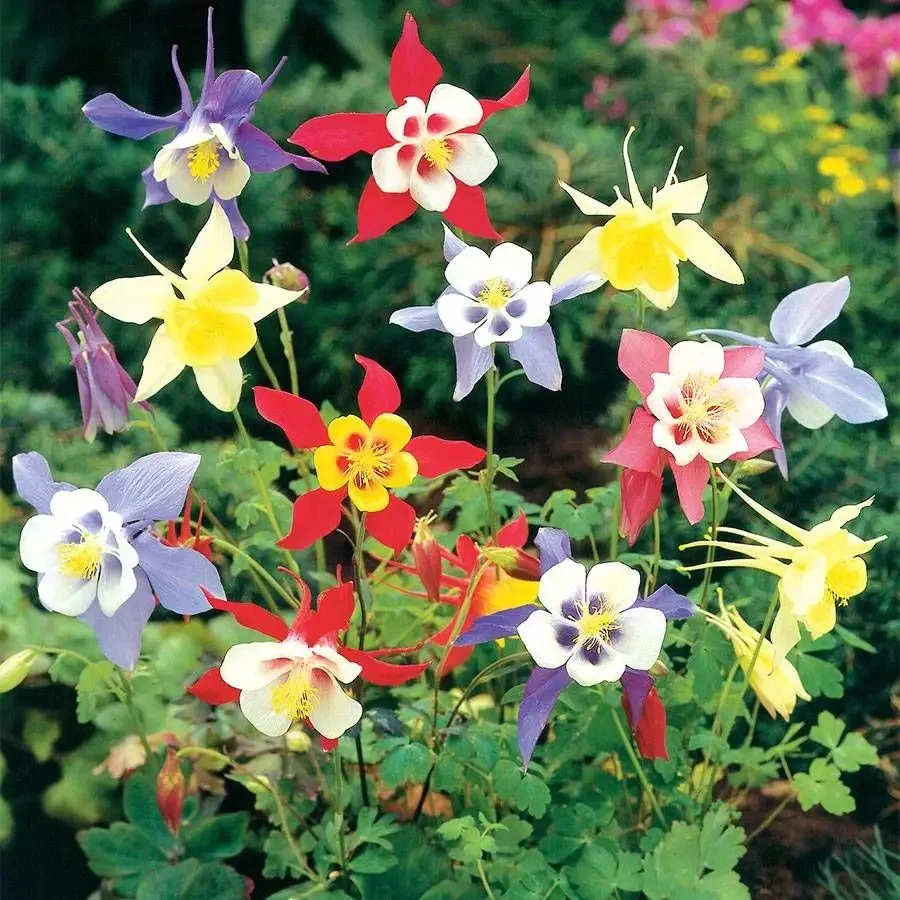 Aquilegia coerulea - McKana Mix