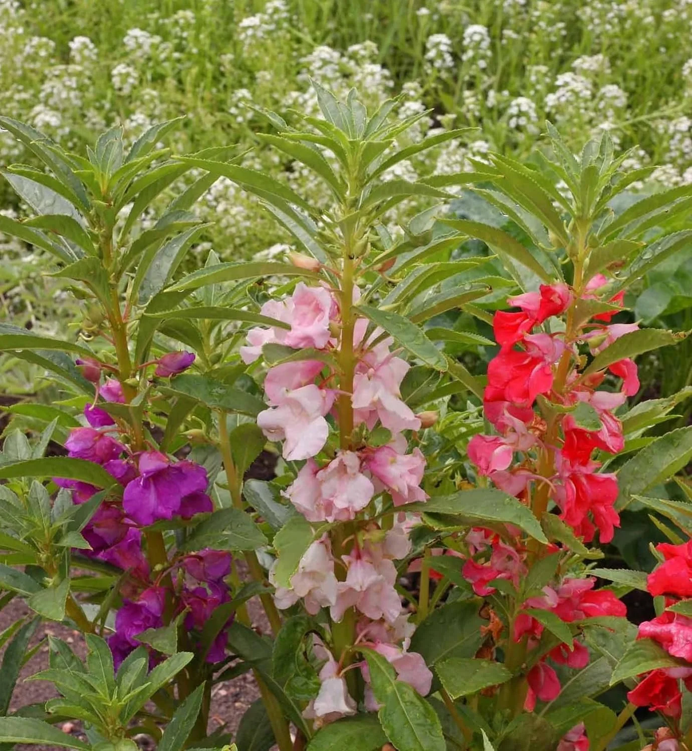 Balsam - Tom Thumb Mix