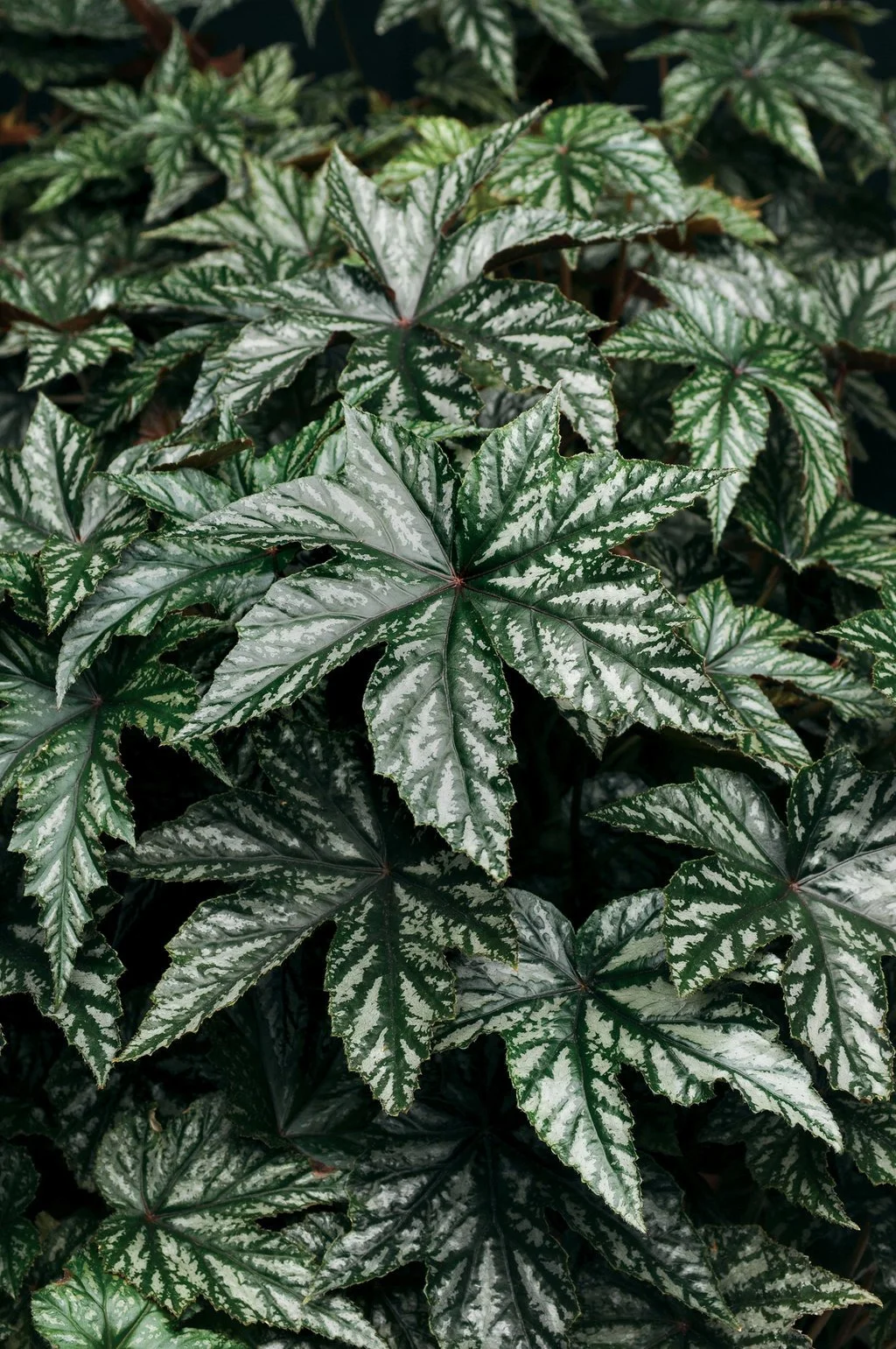 Begonia 'Pegasus'
